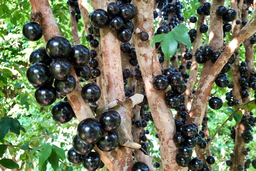 Buy Jaboticaba Fruit trees Delivered to your door! Ross Creek Tropicals
