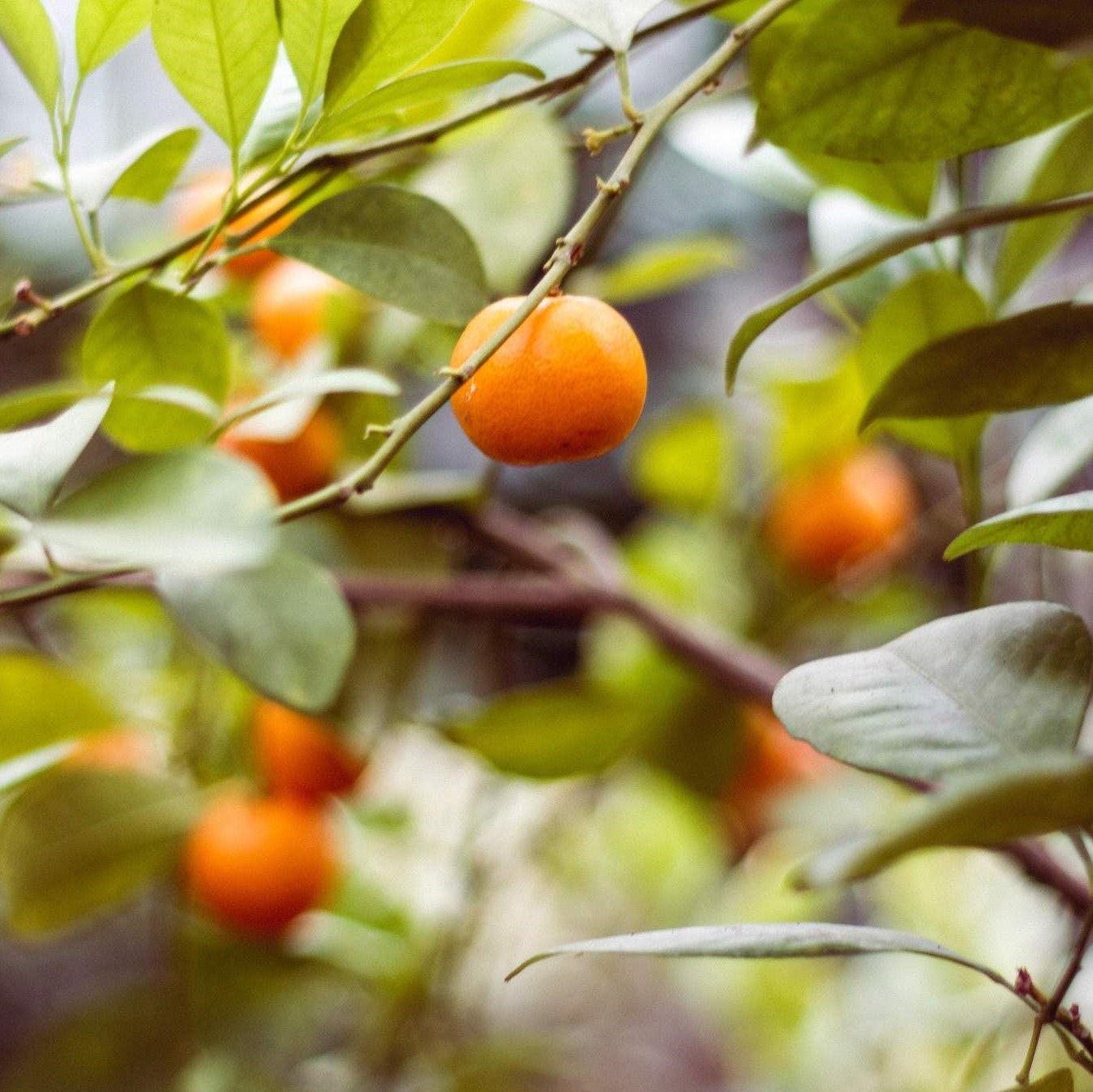 Buy Citrus Fruit trees Delivered to your door! Ross Creek Tropicals