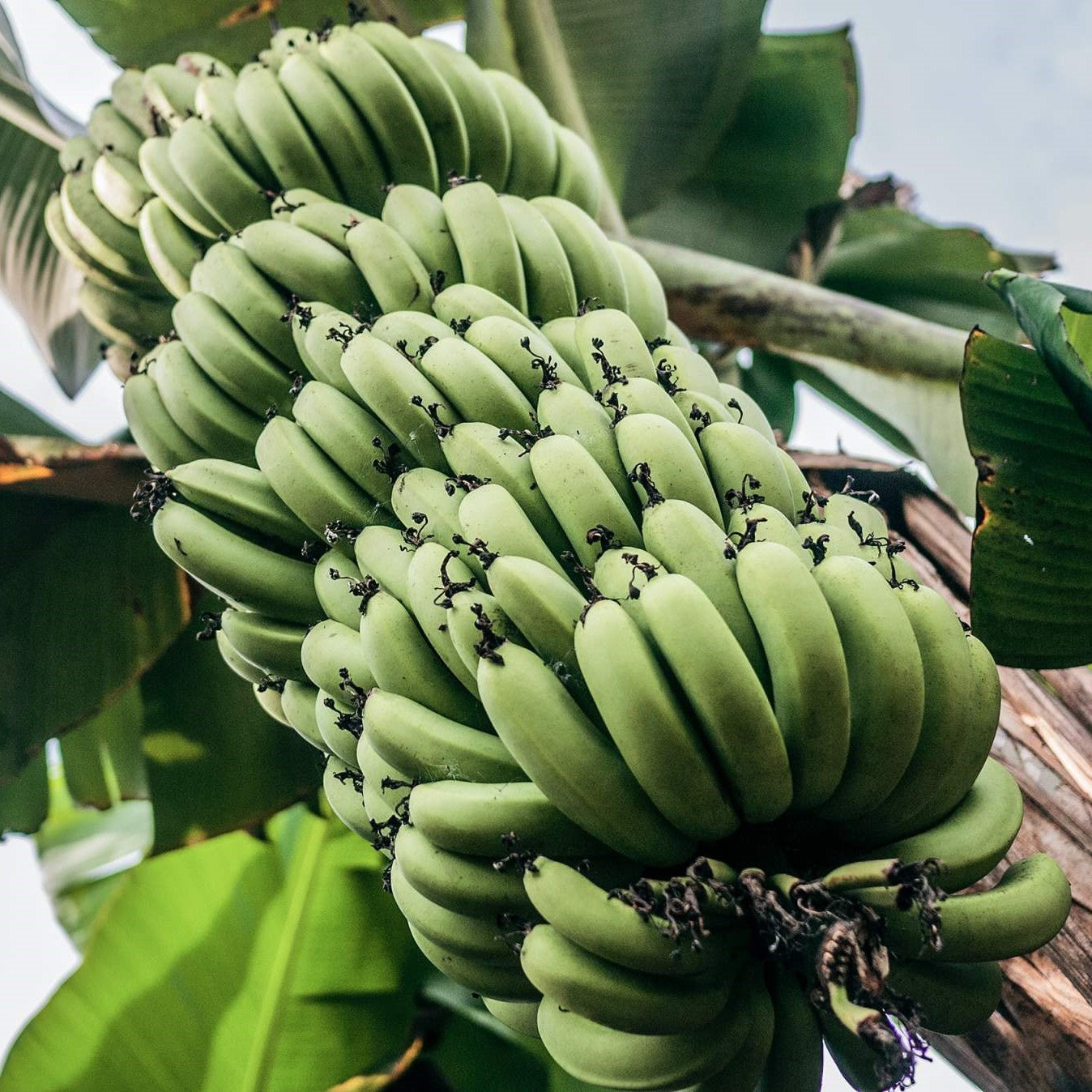Buy Banana Fruit trees Online - Delivered to your door!  Ross Creek  Tropicals