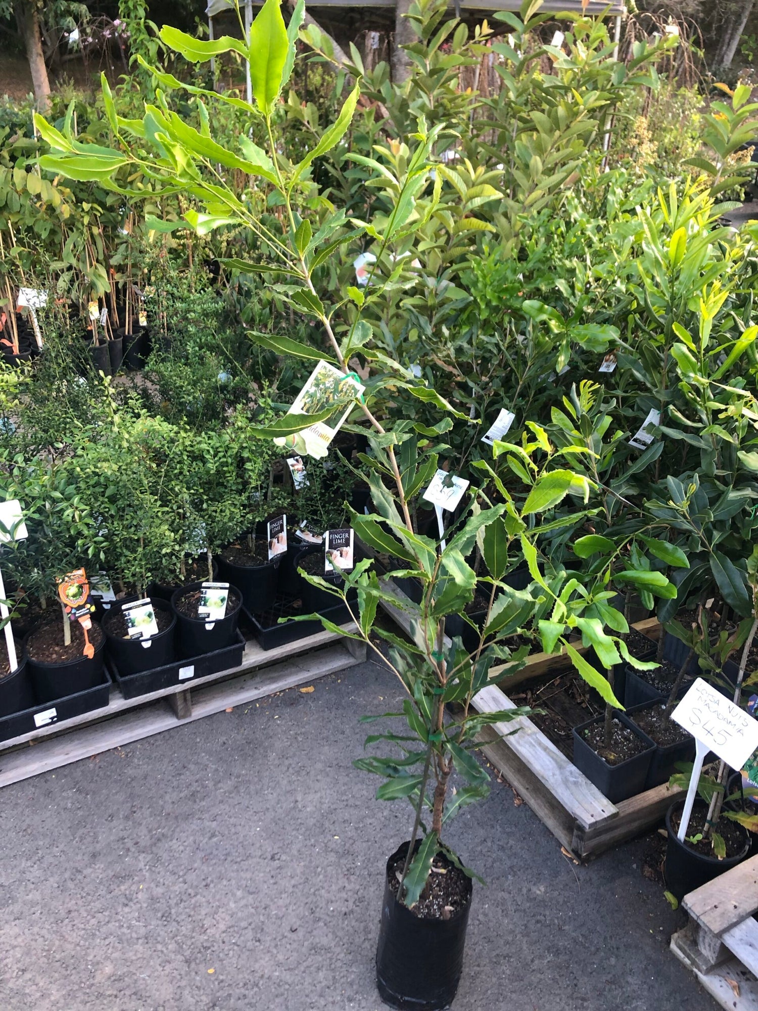 Buy Fruit Trees online Ready to Ship To your door! Ross Creek Tropicals