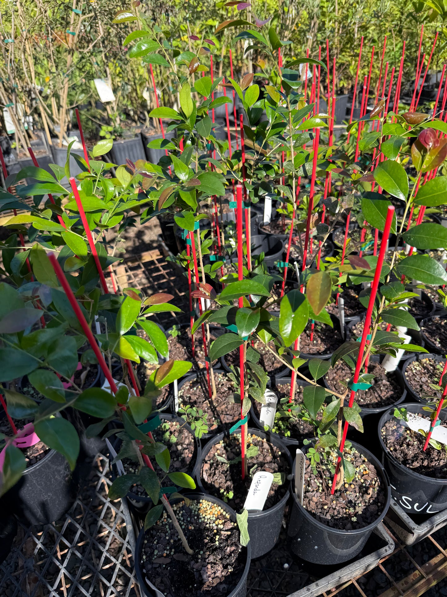 Nangapire - Eugenia Repanda