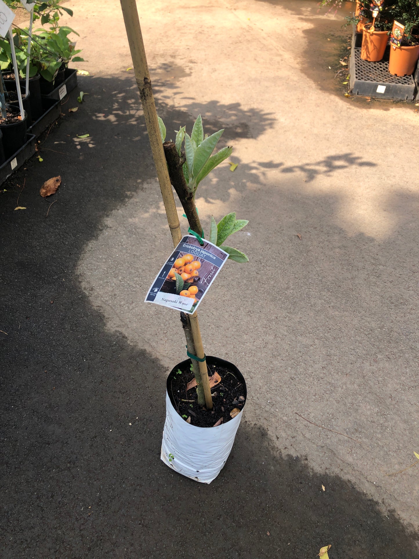 Loquat Nagasakiwase 5L