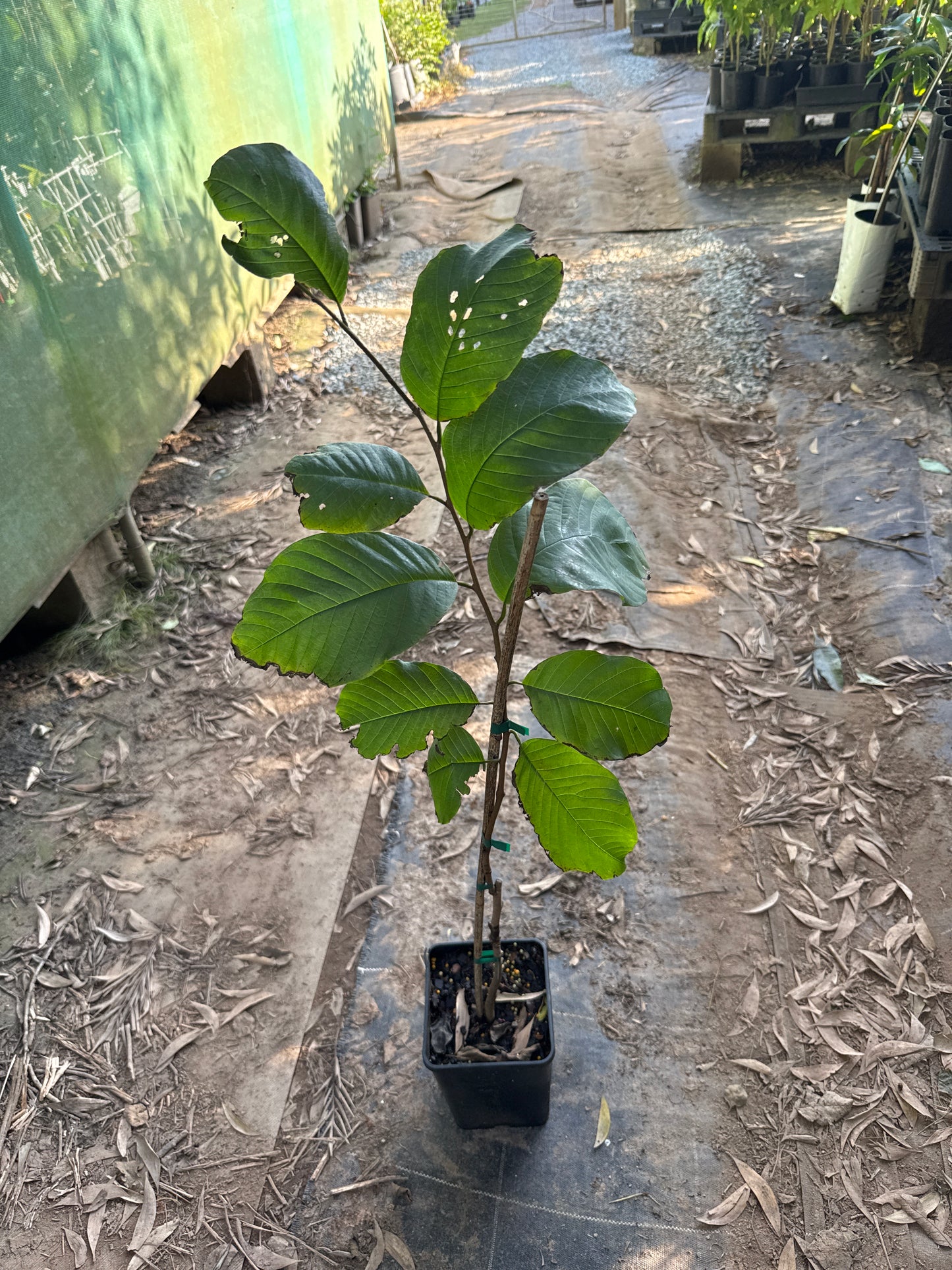 Cherimoya - White