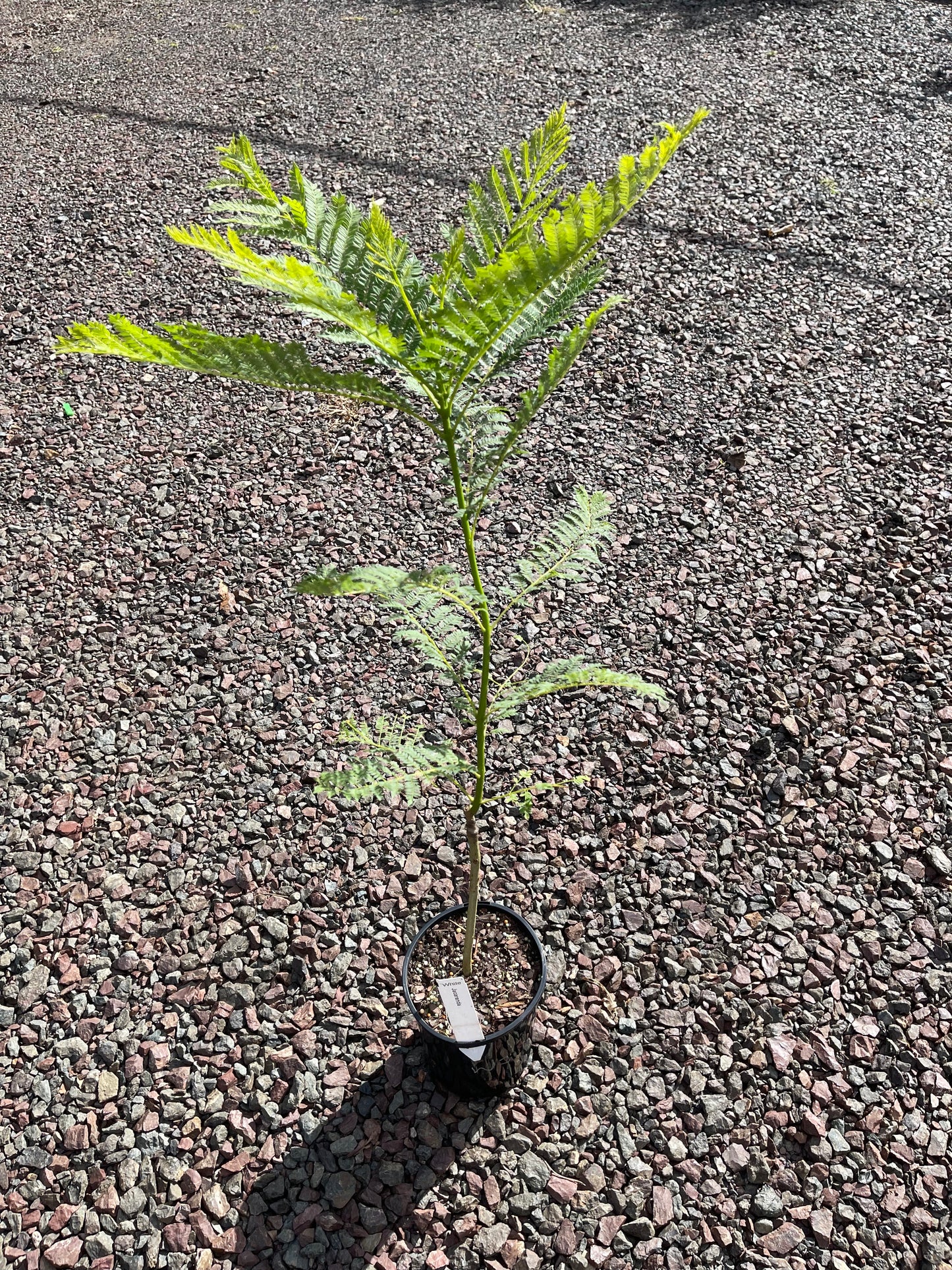 Jacaranda Grafted - White