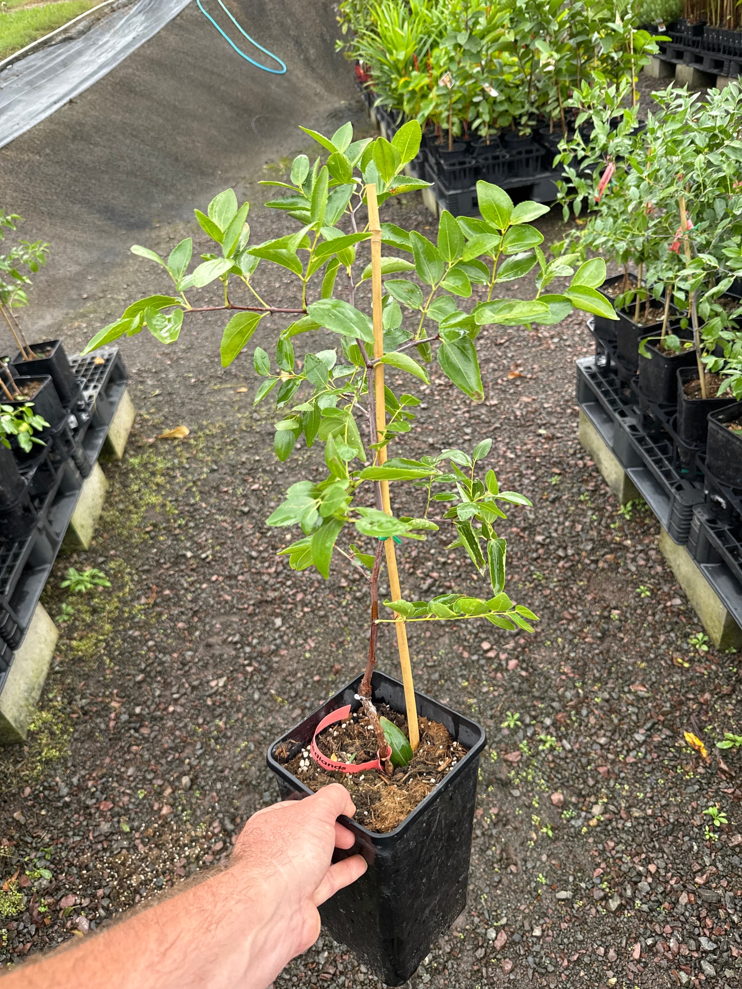 Jujube - Redlands 4L