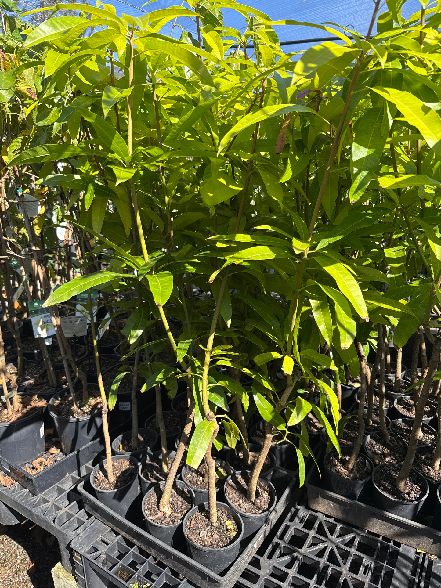 Mango Kensington Pride Seedling