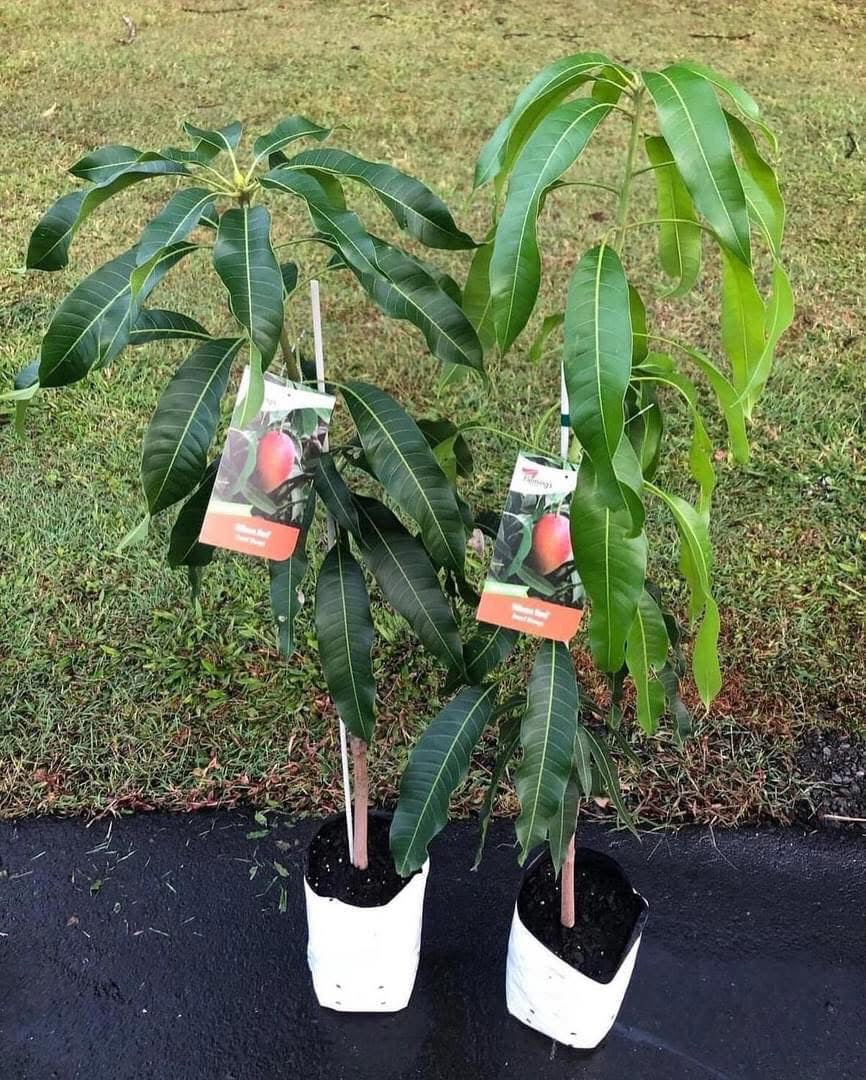 Dwarf Mango - Alison Red 5l