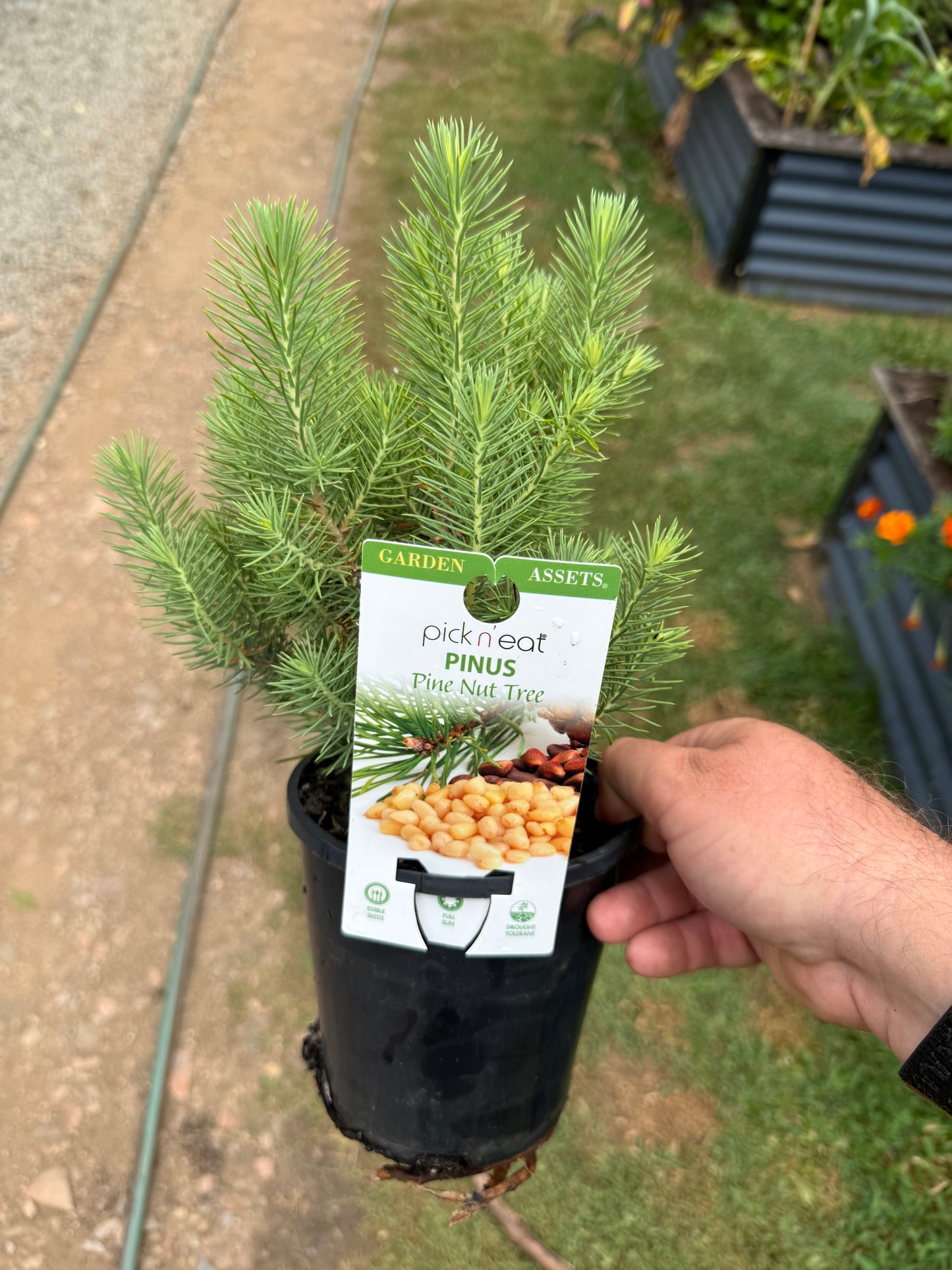 Pine Nut