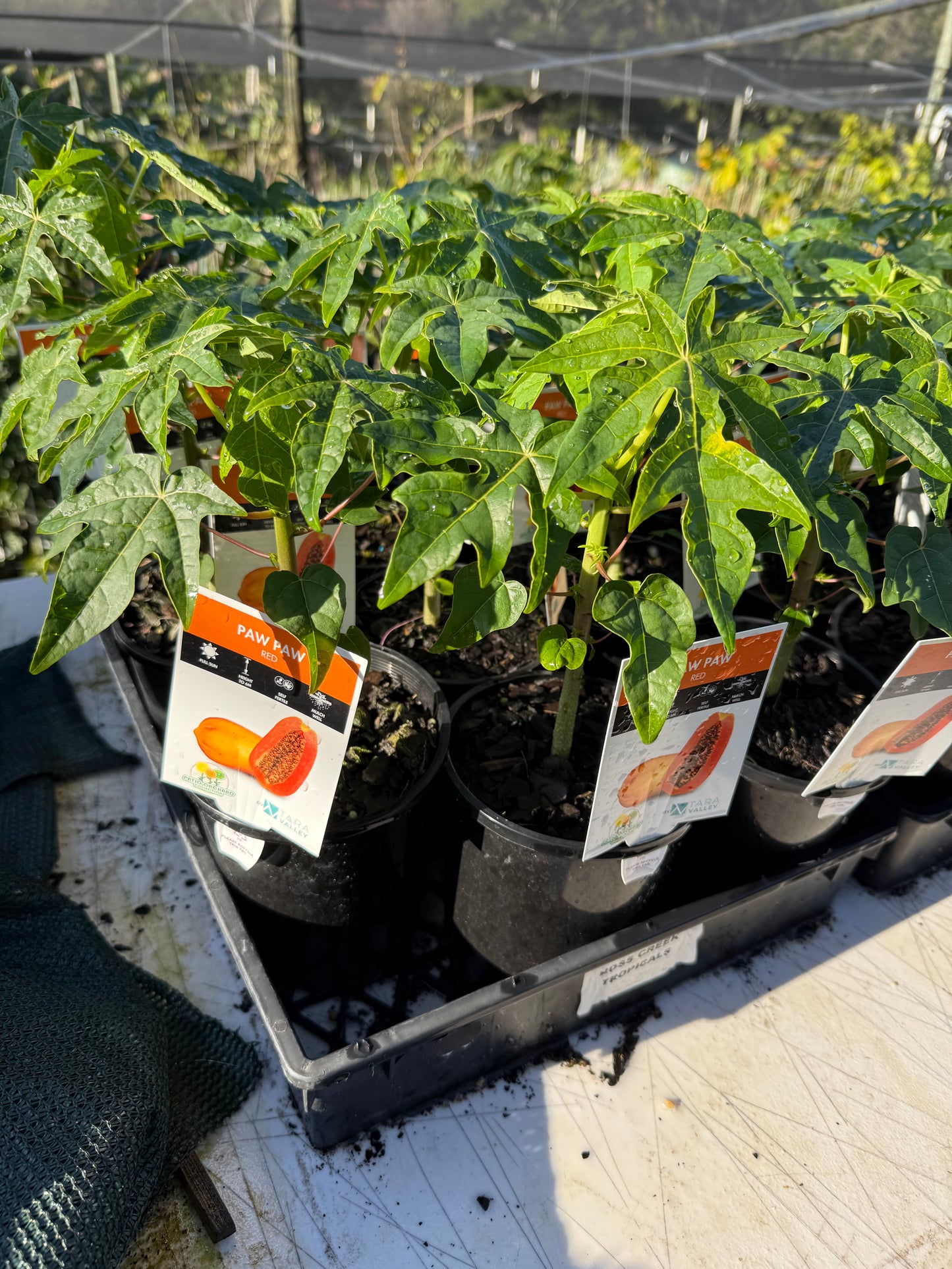 Papaya - Bi Sexual Red