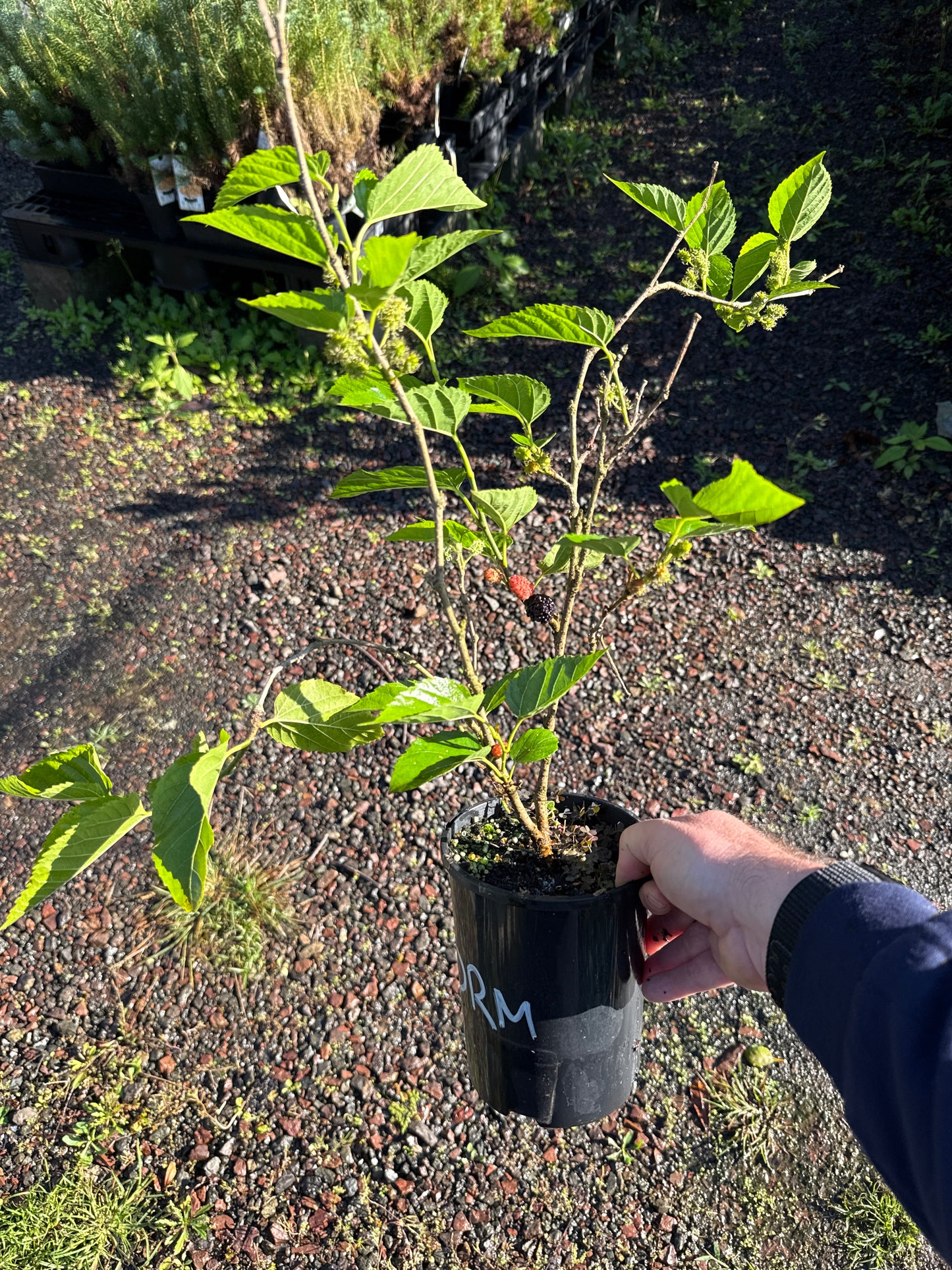 Mulberry - Dwarf Majestic 140mm/2l