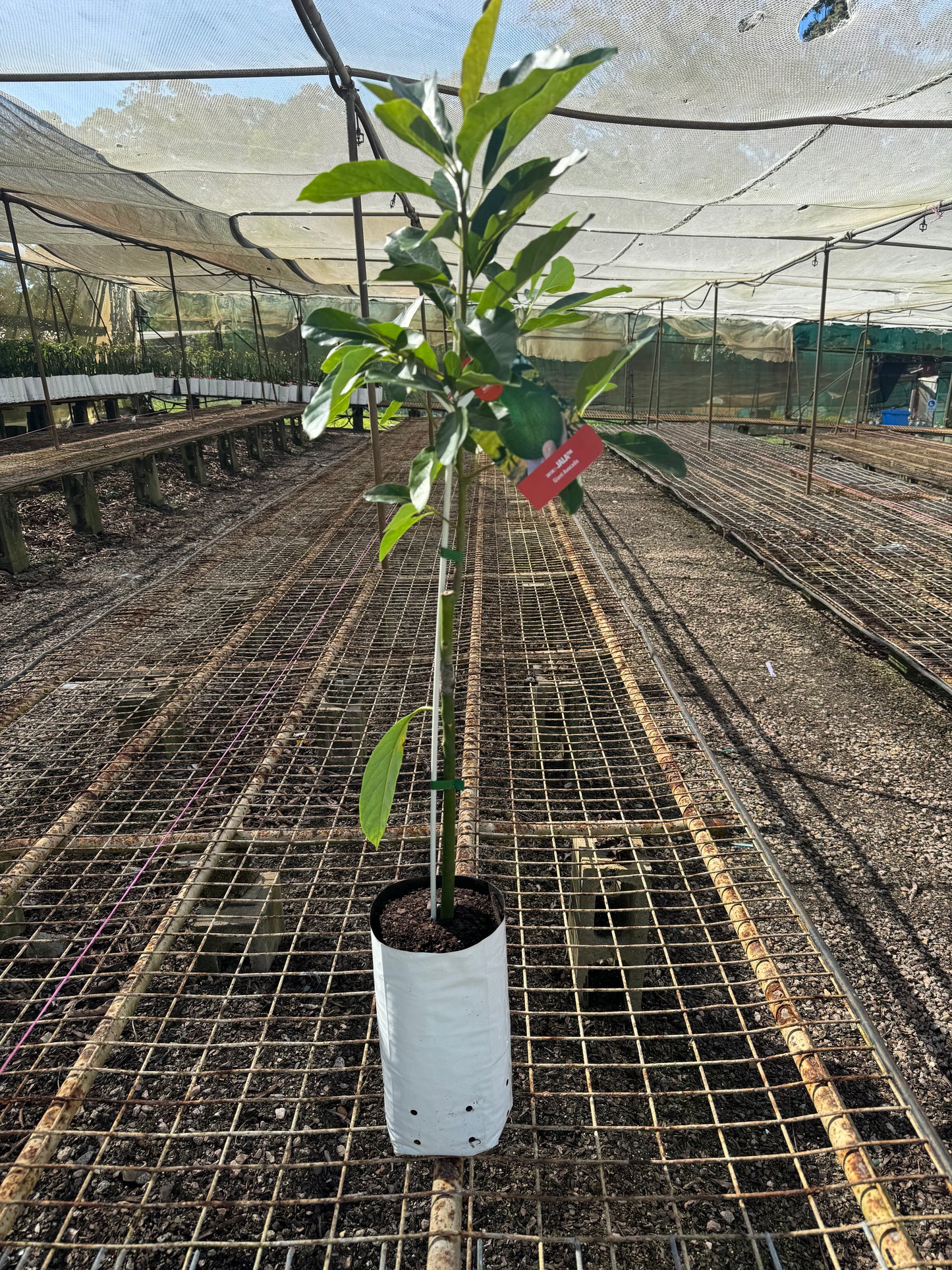 Jala Avocado - PBR 5L