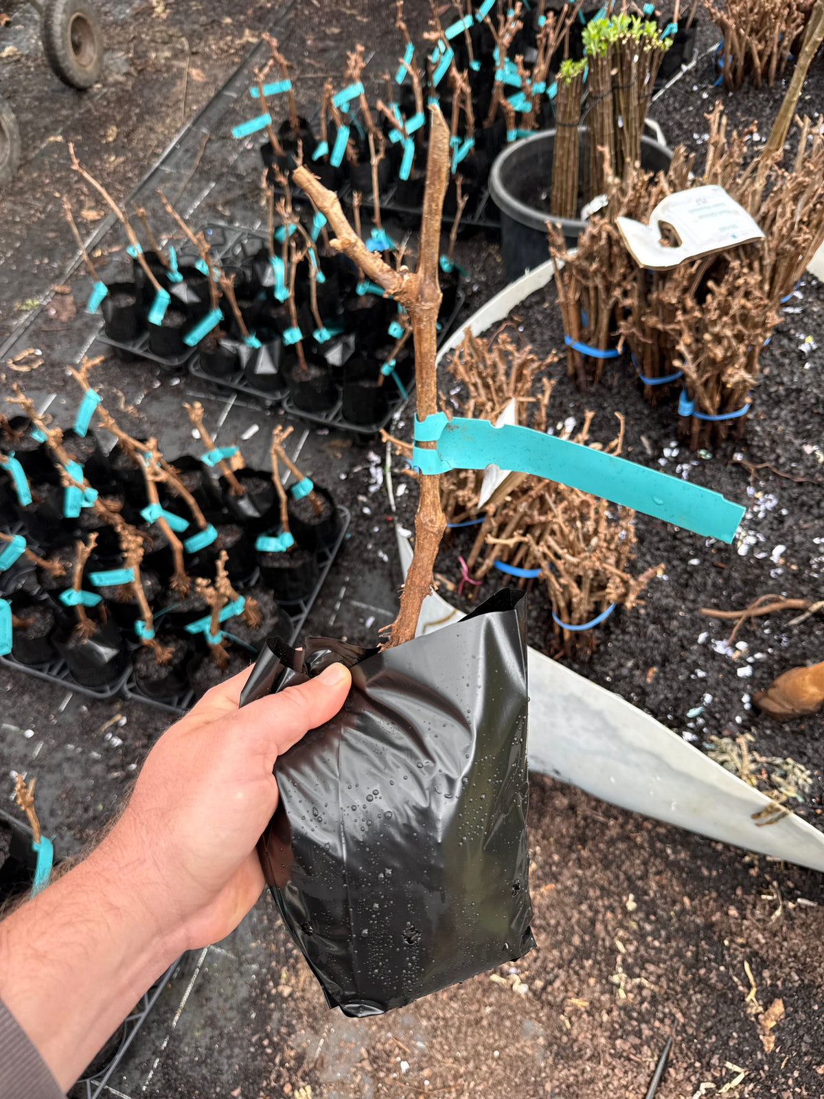 Grape Sun Muscat QLD ONLY (Bare root Potted)