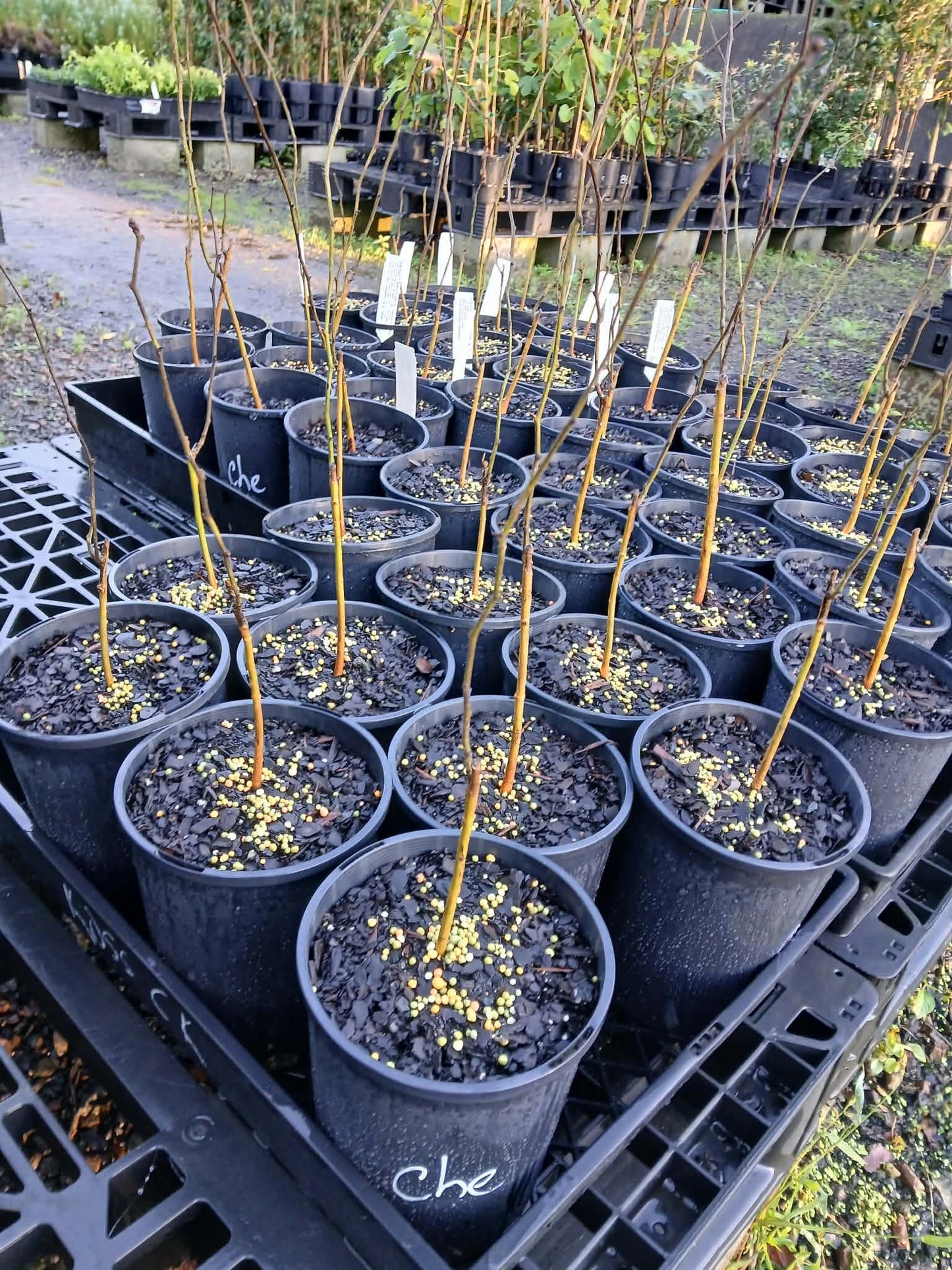 Che Fruit - Mandarin Melon Berry - Grafted (Bare Root Potted)