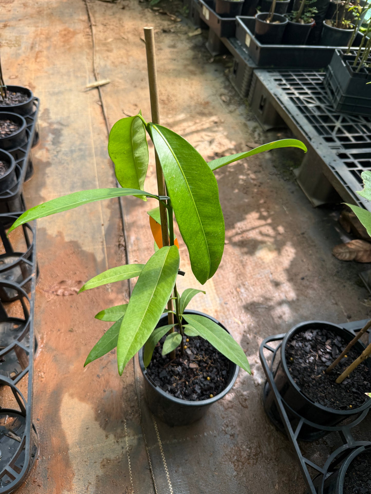 Seashore Mangosteen - Garcinia Hombroniana