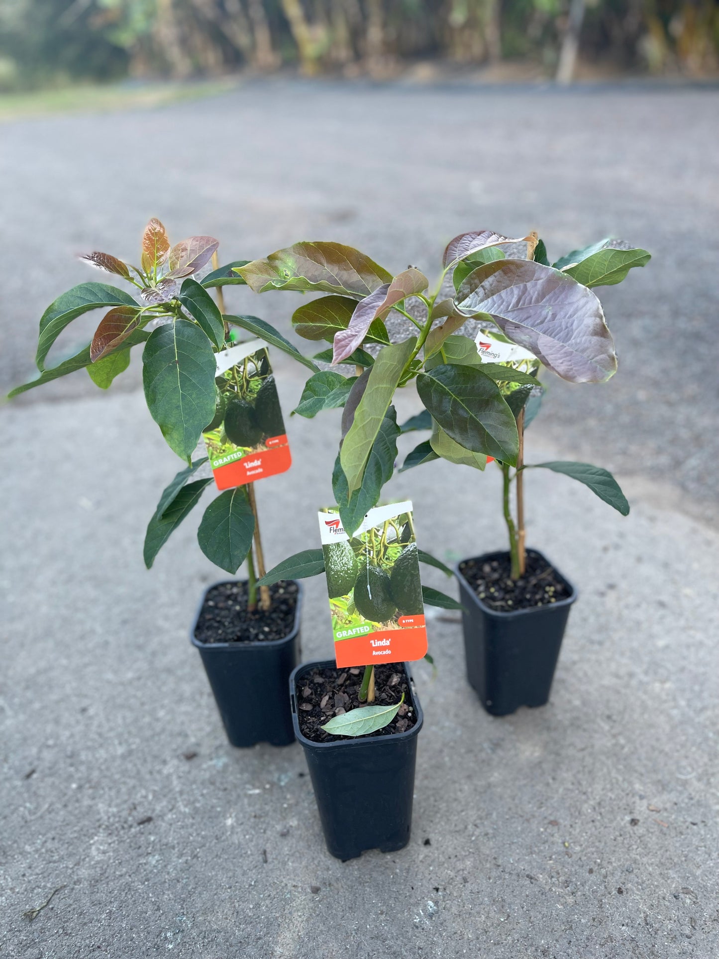 Avocado Linda (B type) 2l