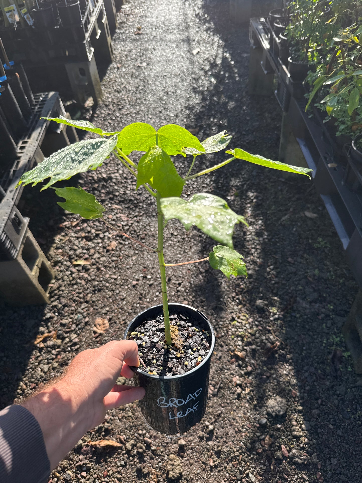 Papaya - Broad leaf