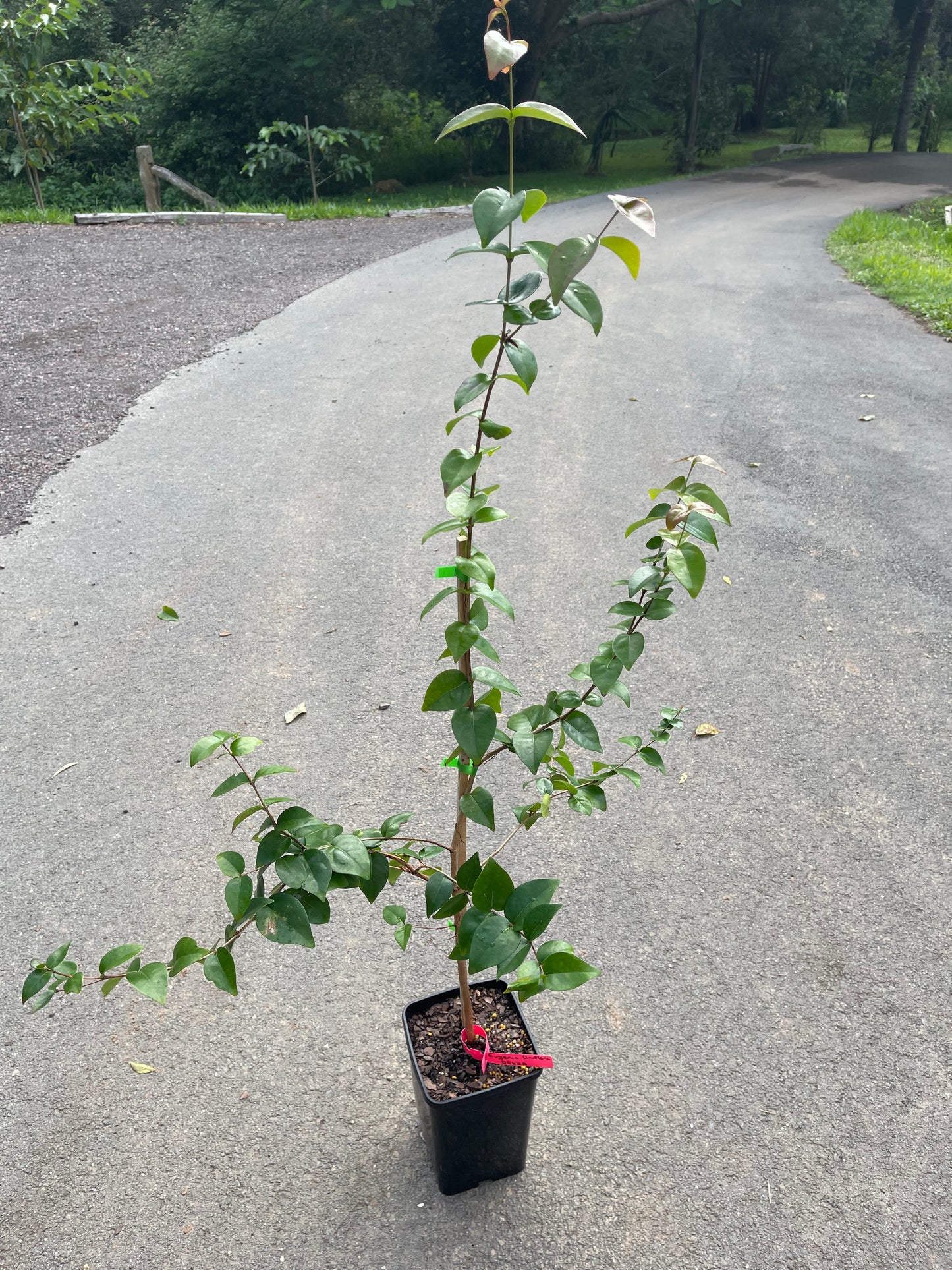 Brazilian Cherry - Obera 5l