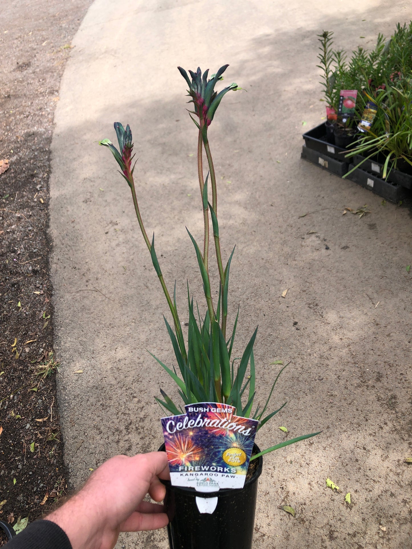 Kangaroo Paw - Bush Celebrations Fireworks PBR