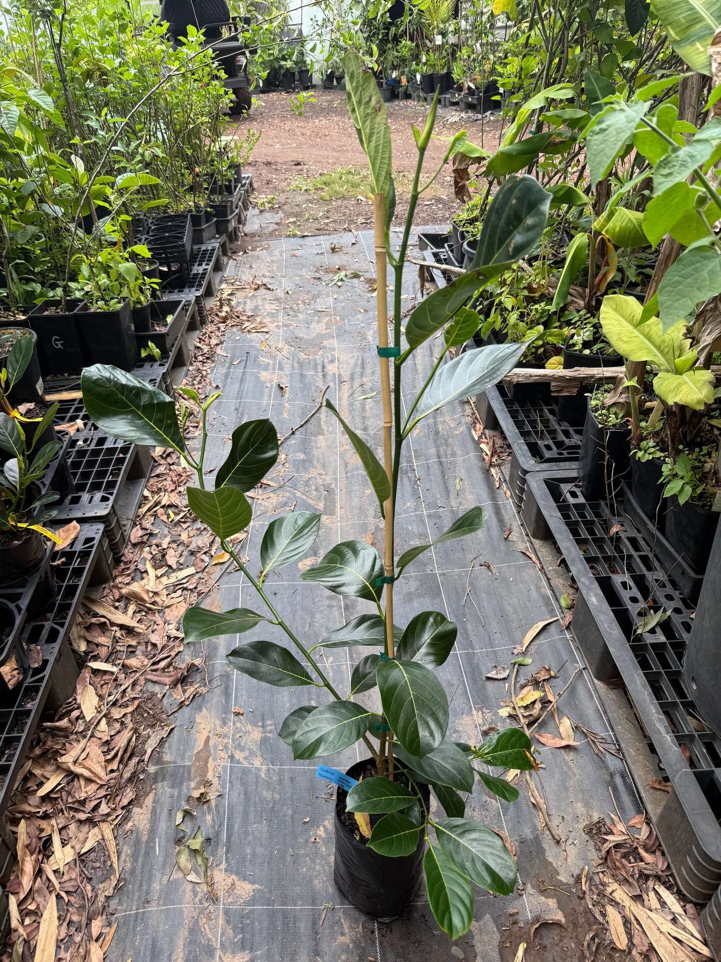 Jackfruit Marcott - Rocky Creek Gold