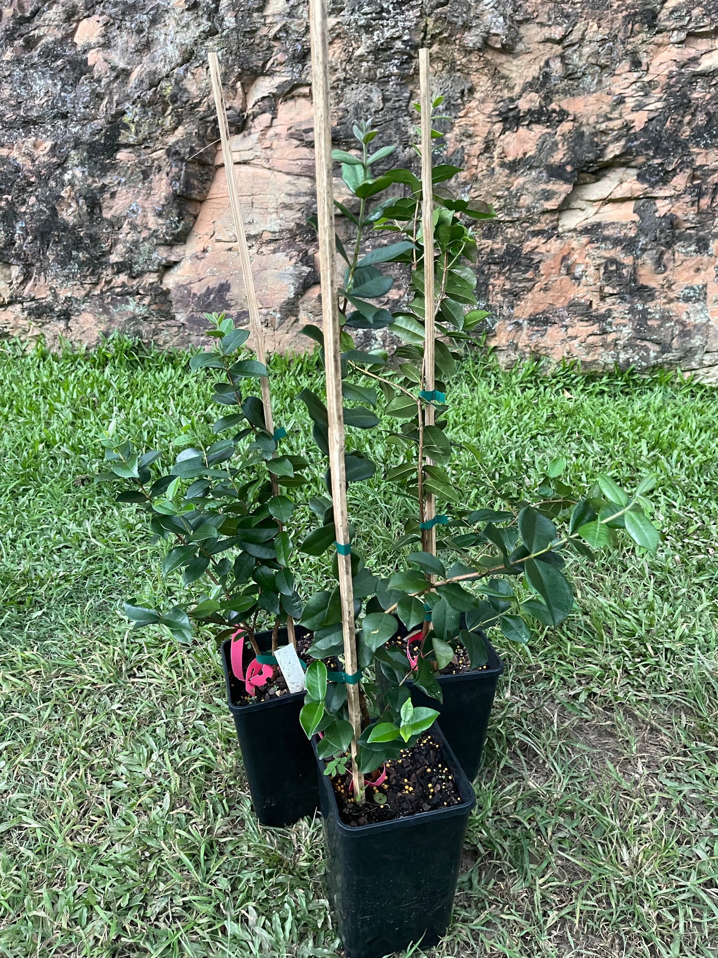 Pitangatuba - Eugenia selloi 5l