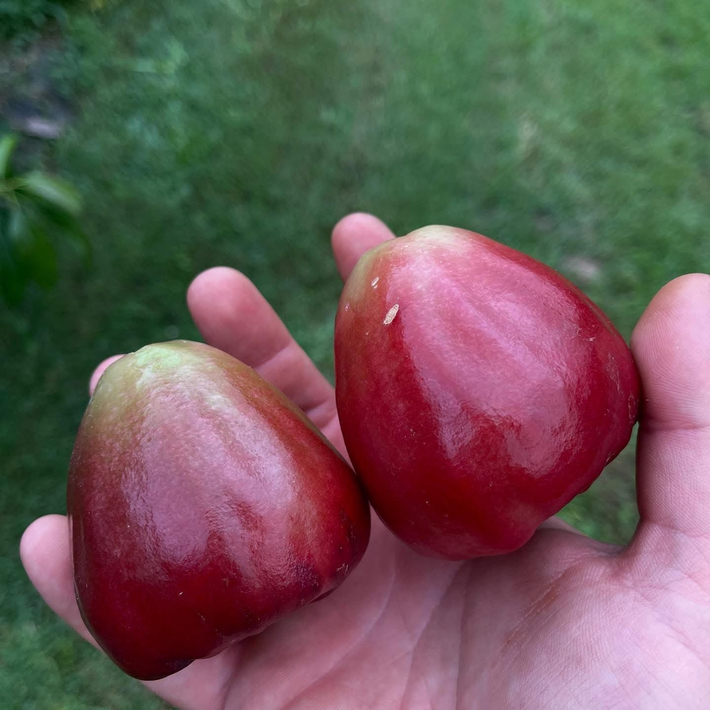 Wax Jambu - Purple