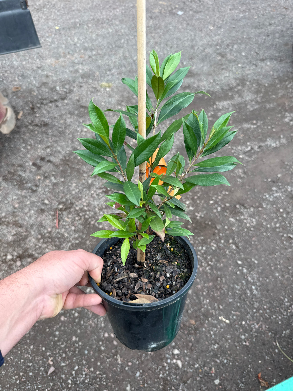 Pitomba - Yellow (Eugenia luschnathiana)