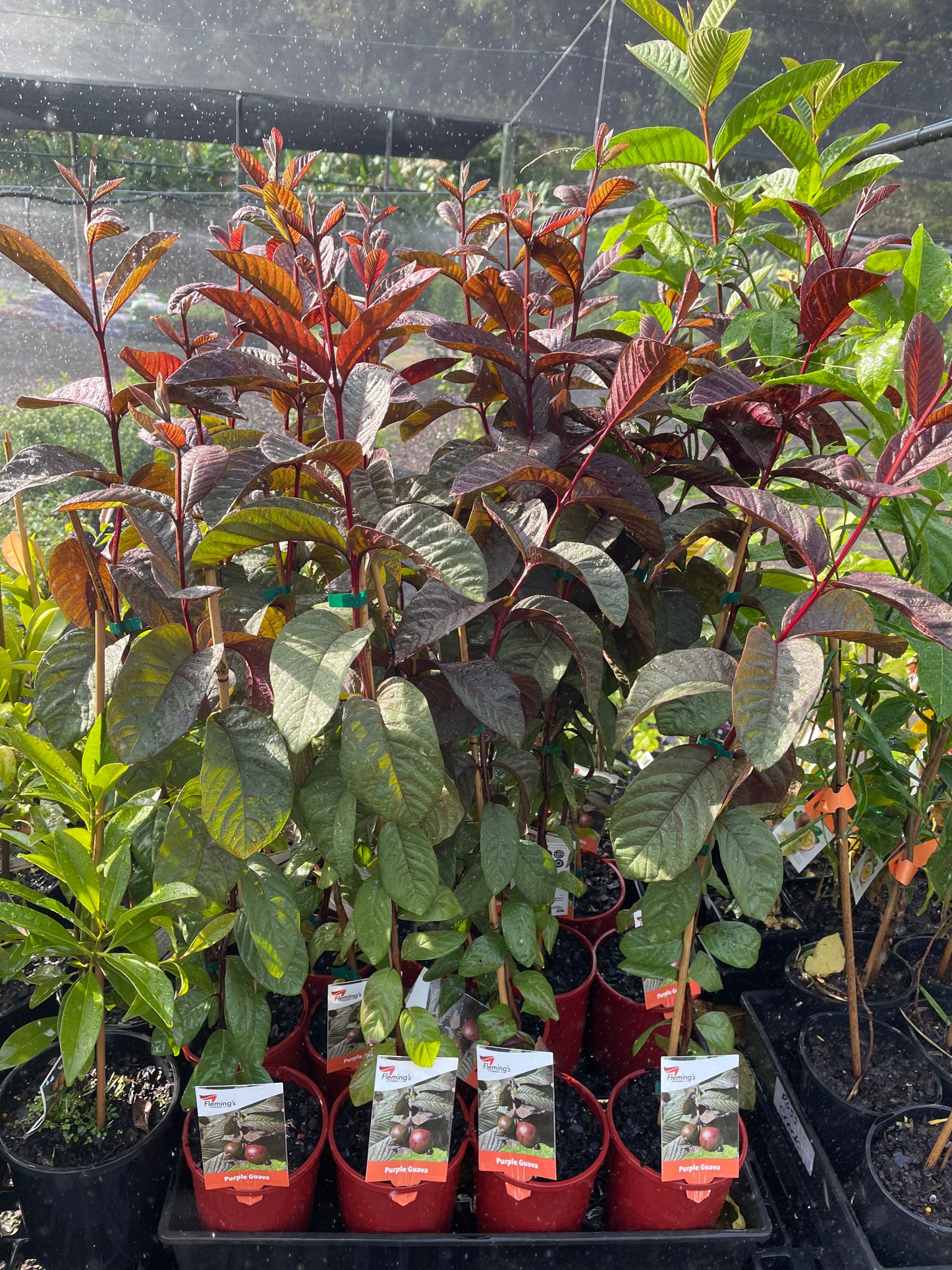 Guava Purple Malay 140mm