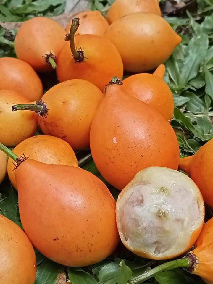 Honey Drop "Tangosteen" Mangosteen