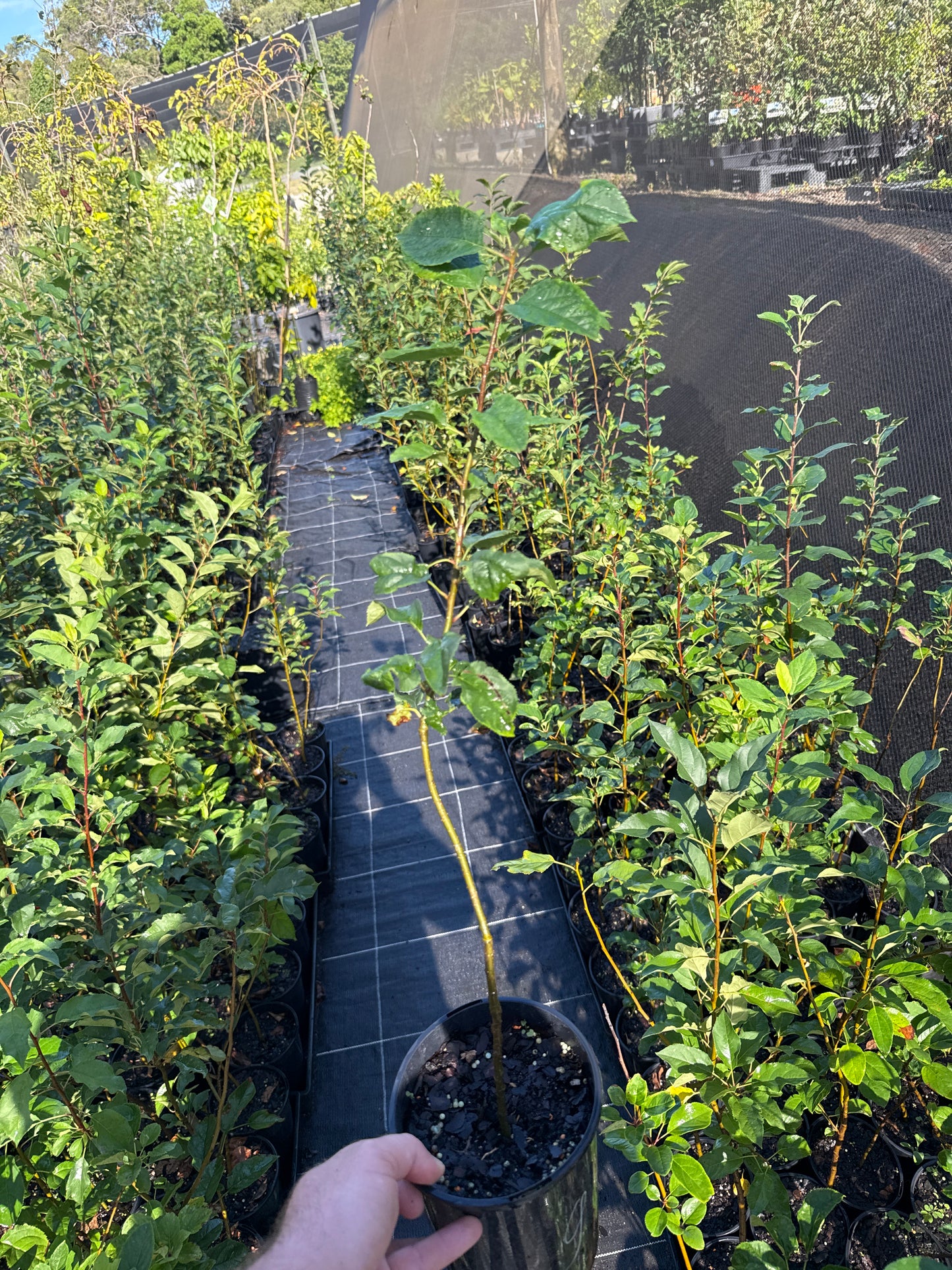 Granny Smith Seedling - Apple Rootstock 140mm