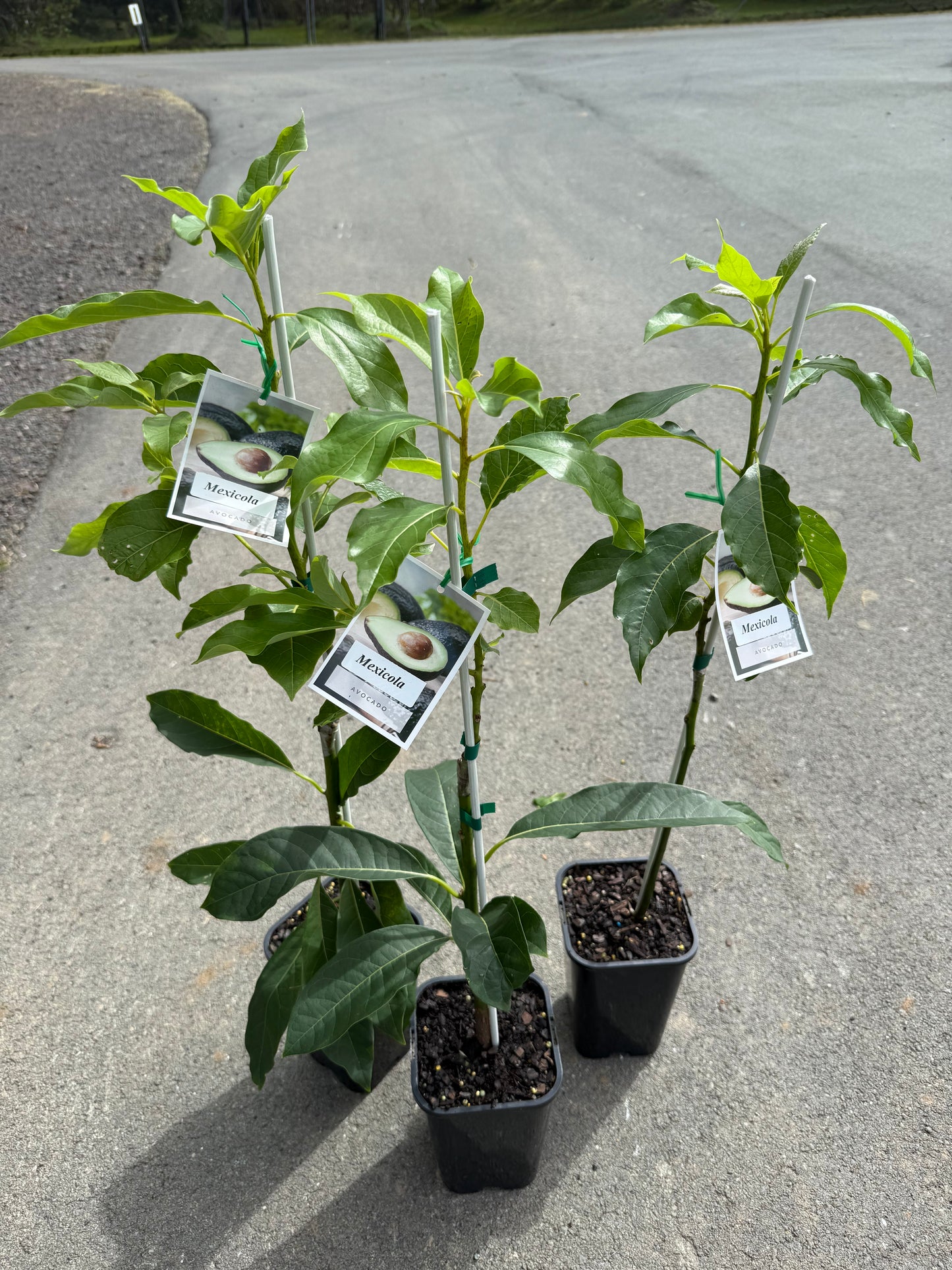 Avocado Mexicola (A Type) 2l