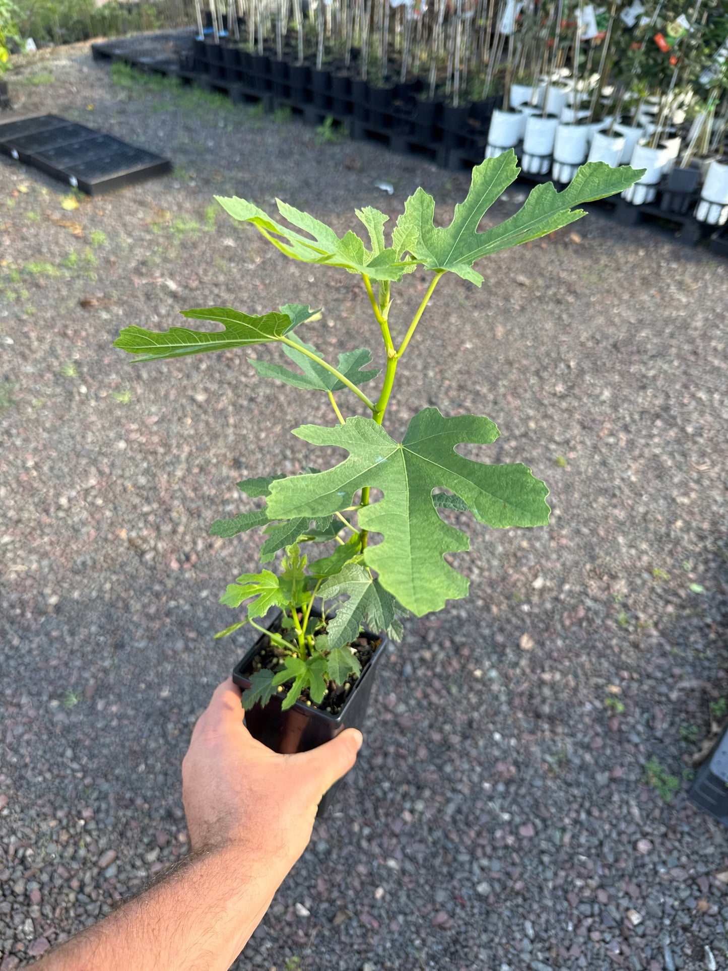 Fig - Brown Turkey 90mm