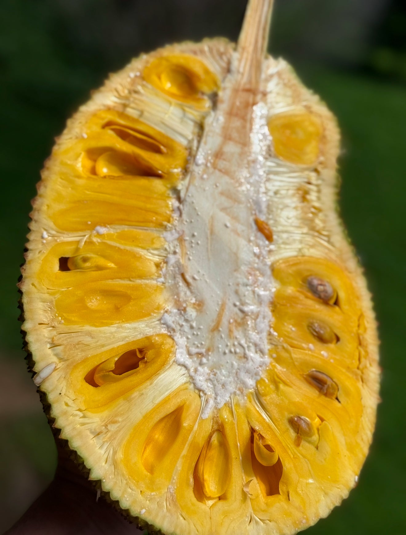 Jackfruit Grafted - J33