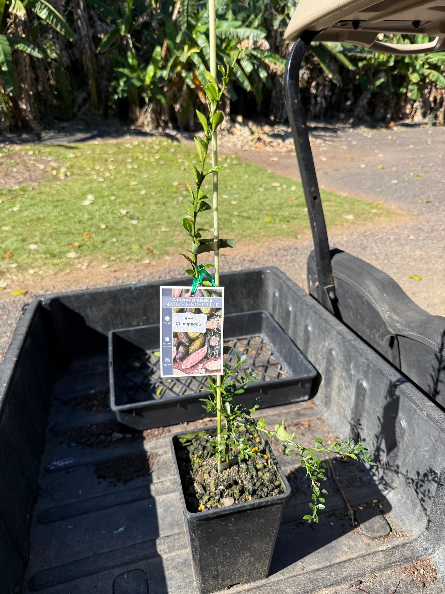 Finger Lime Red champagne Grafted (Qld only)