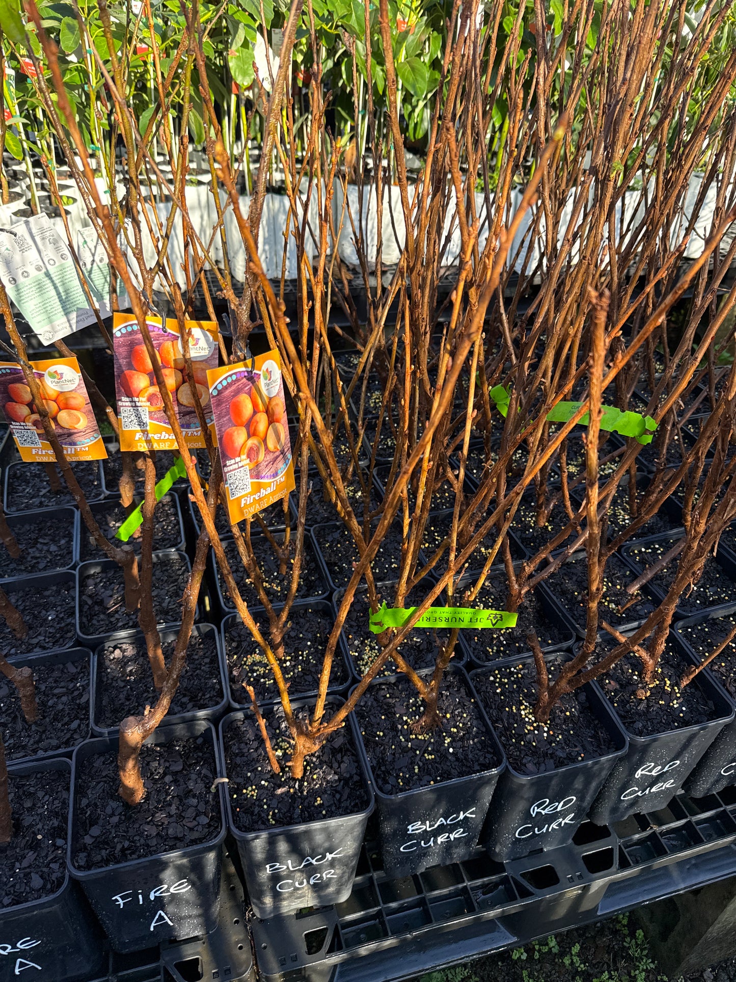 Currant - Red ( Bare Root Potted )