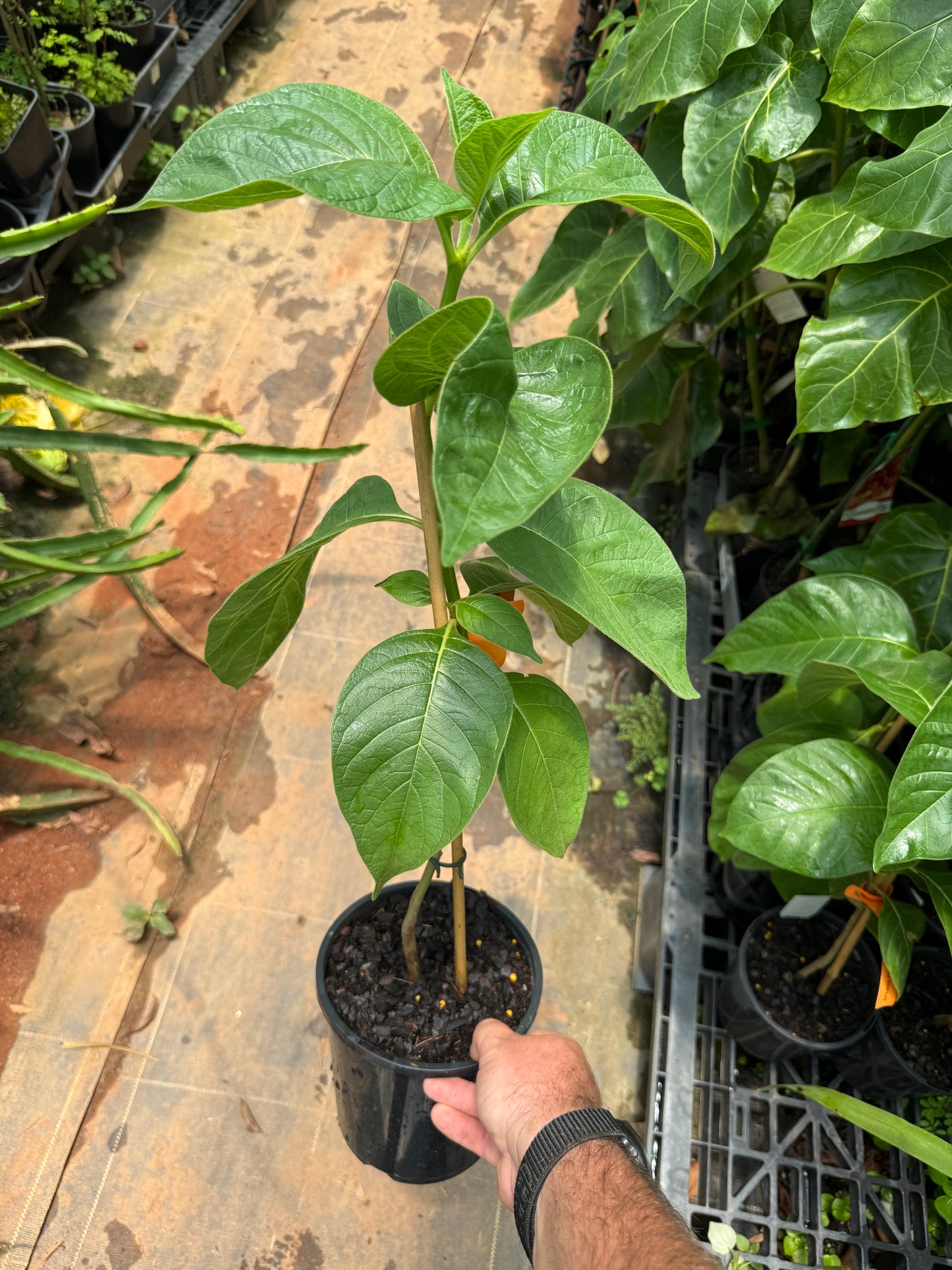 Spanish Tamarind 165mm
