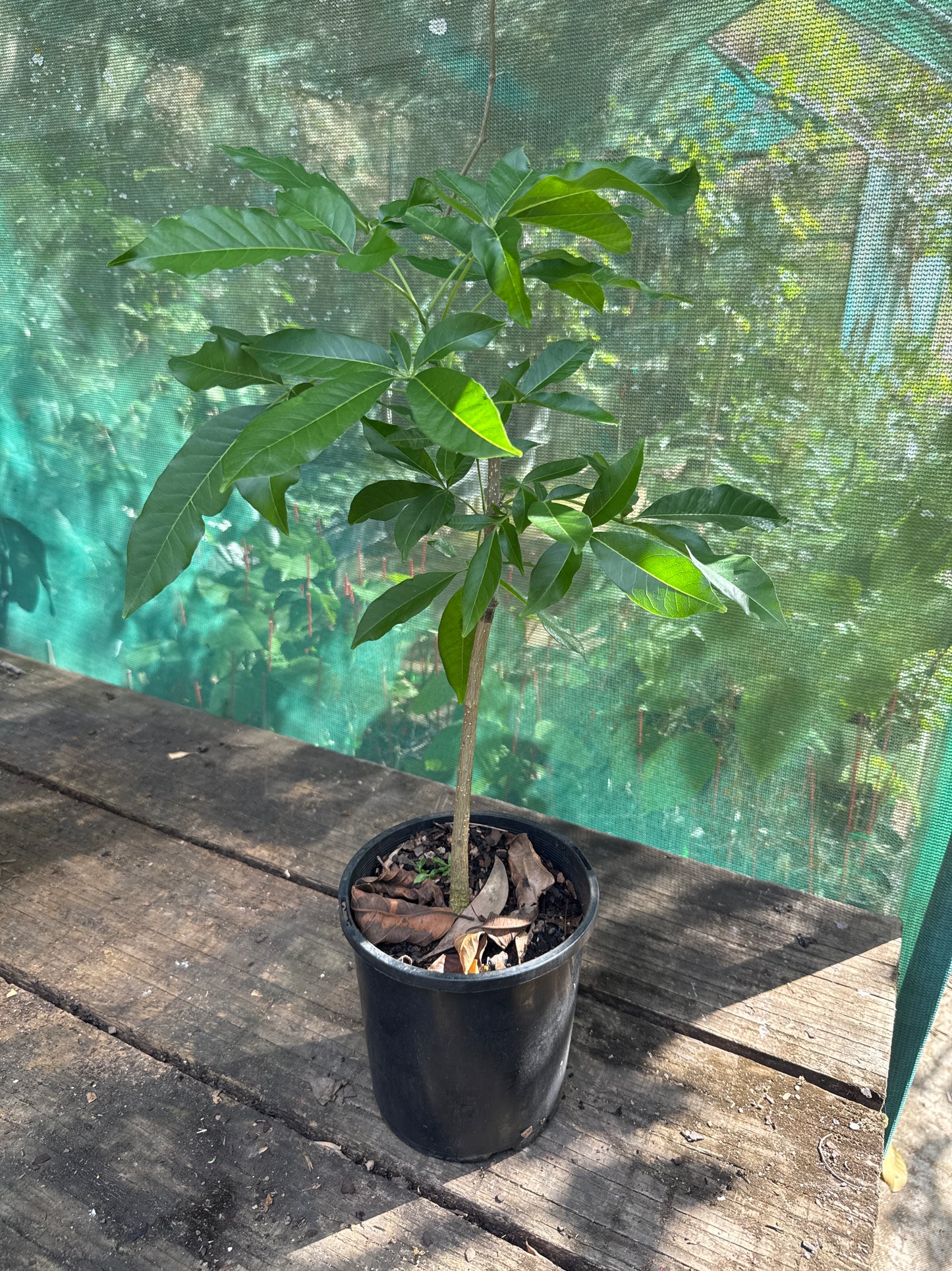 White Sapote - Ortega Grafted