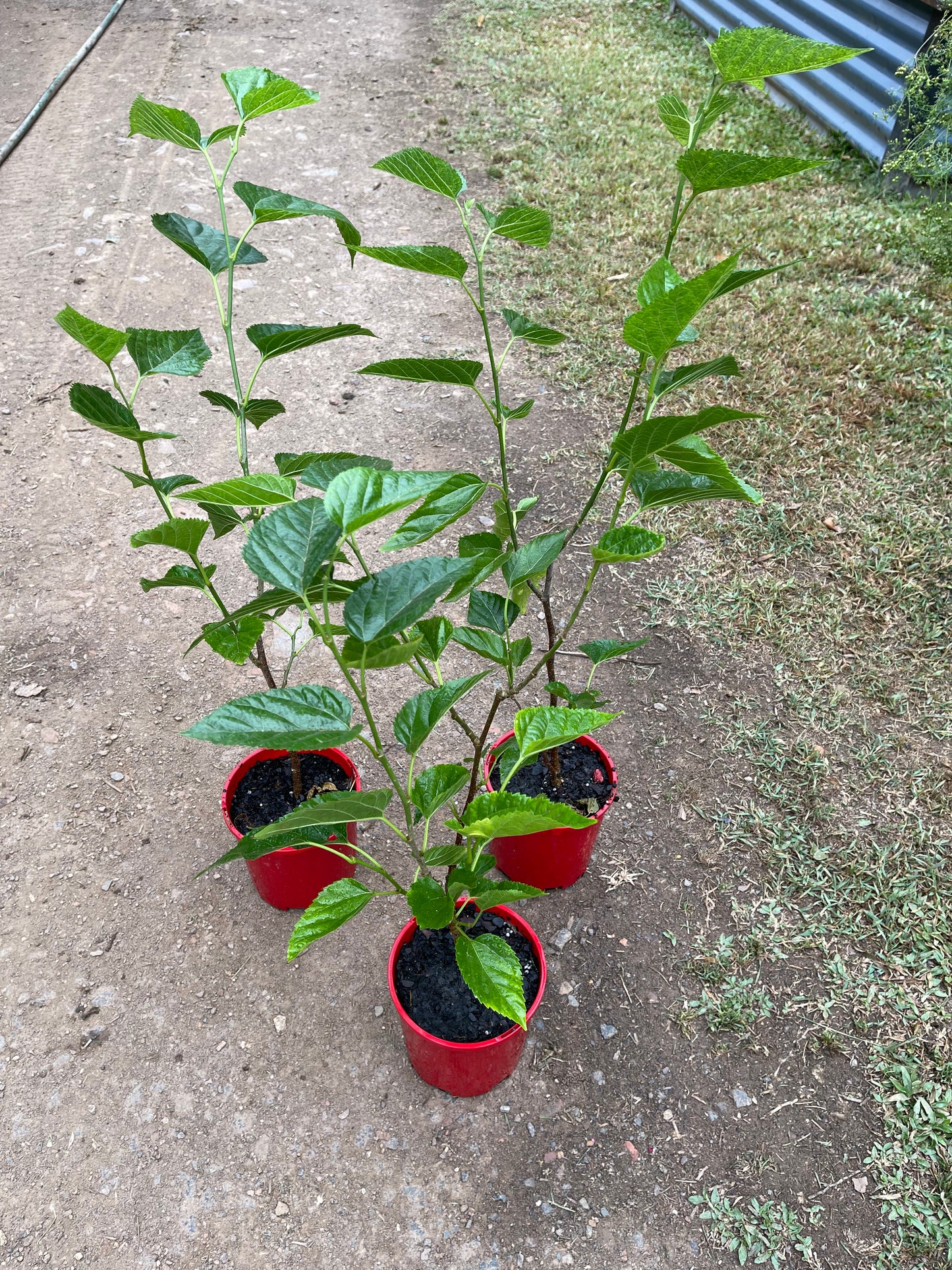 Mulberry - Dwarf Majestic