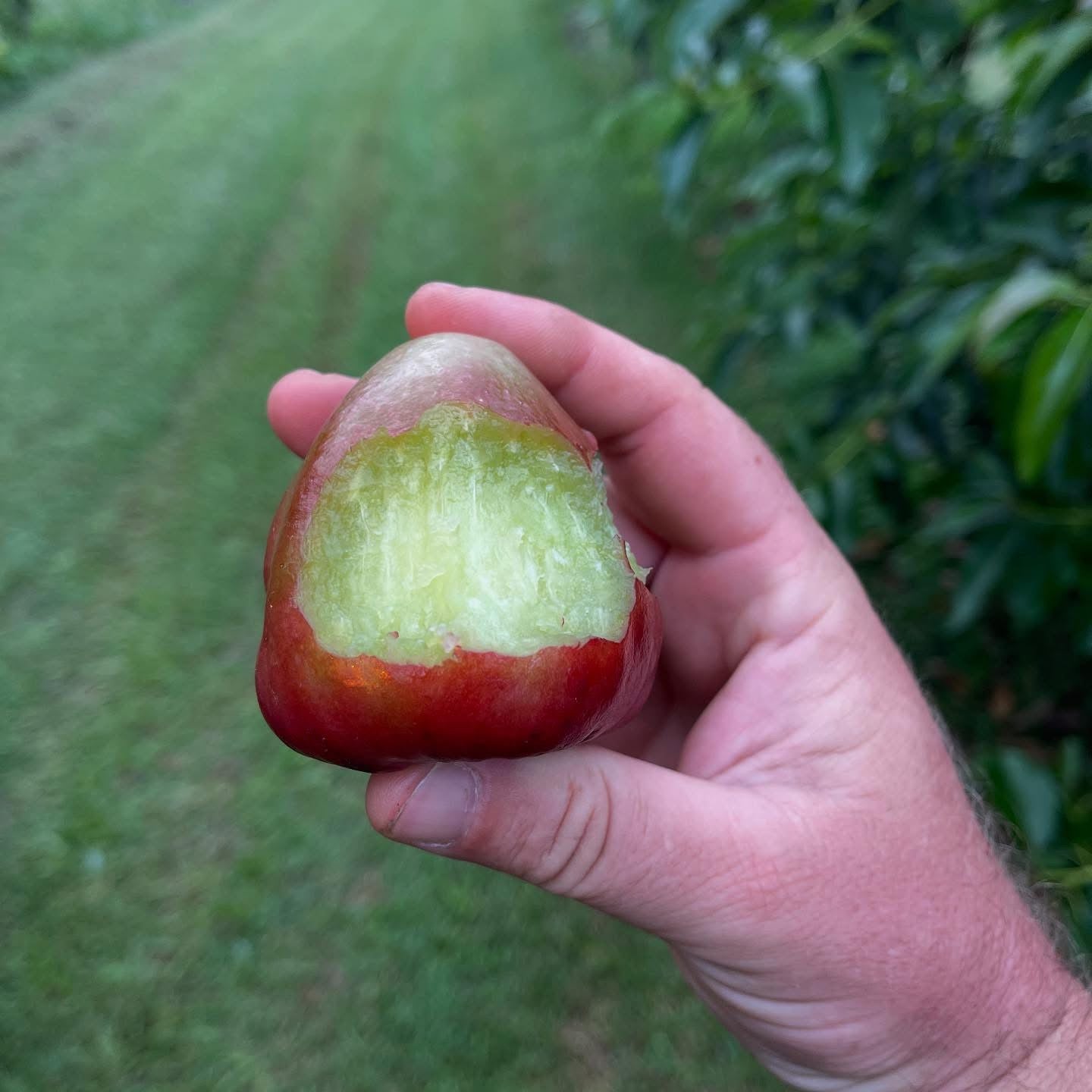 Wax Jambu - Purple