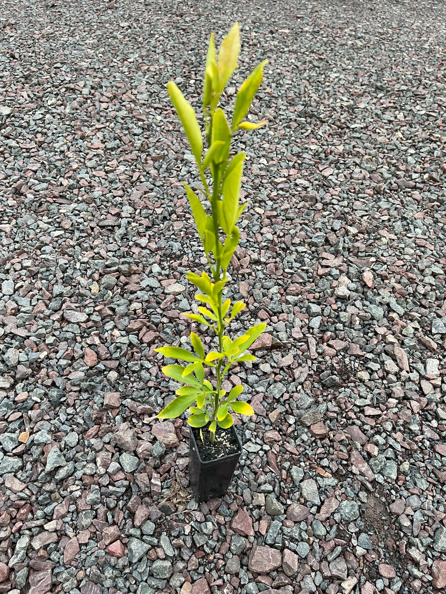 Swingle hybrid -Citrus Rootstock