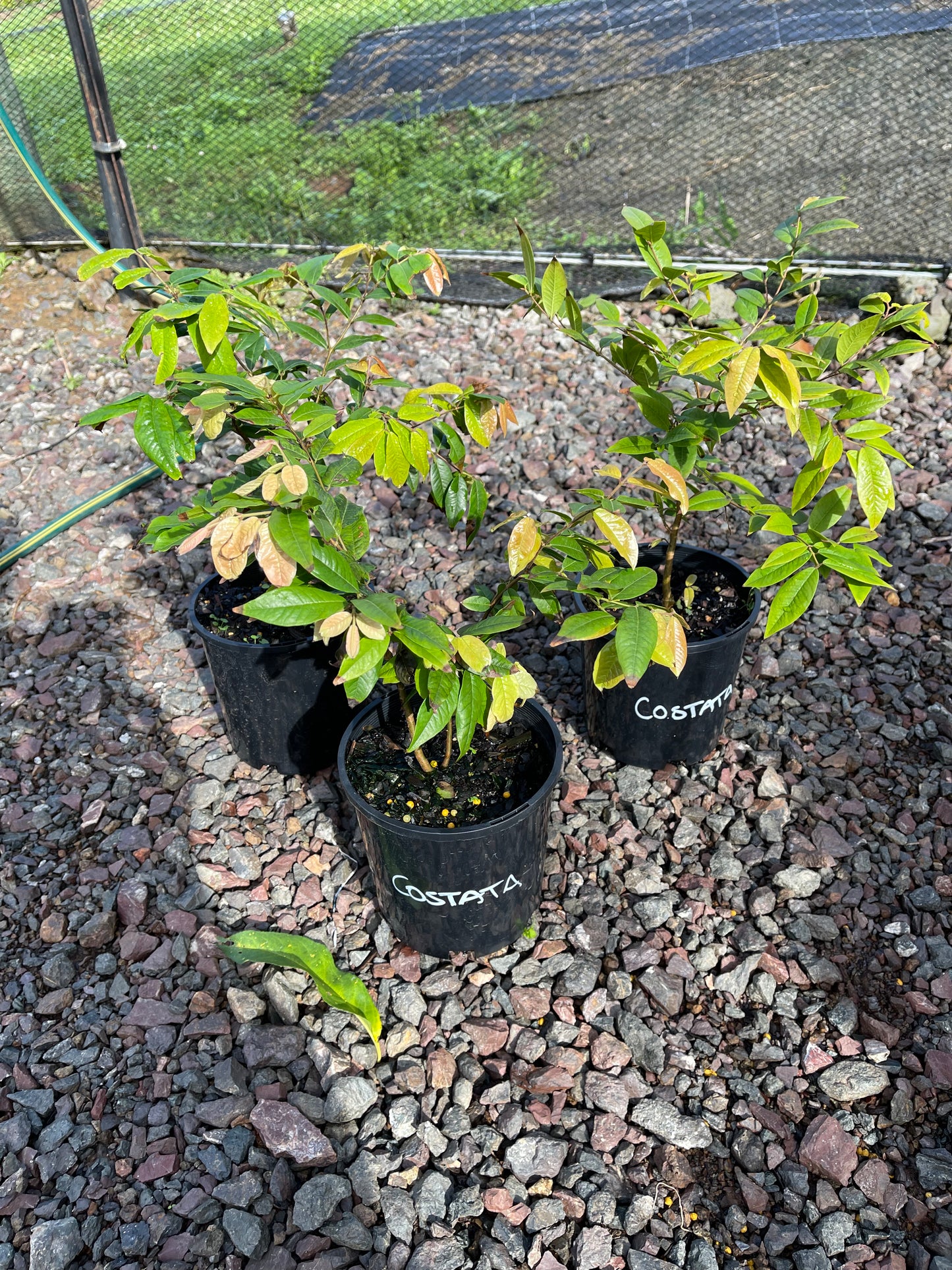 Jaboticaba Phitrantha Costada 140mm