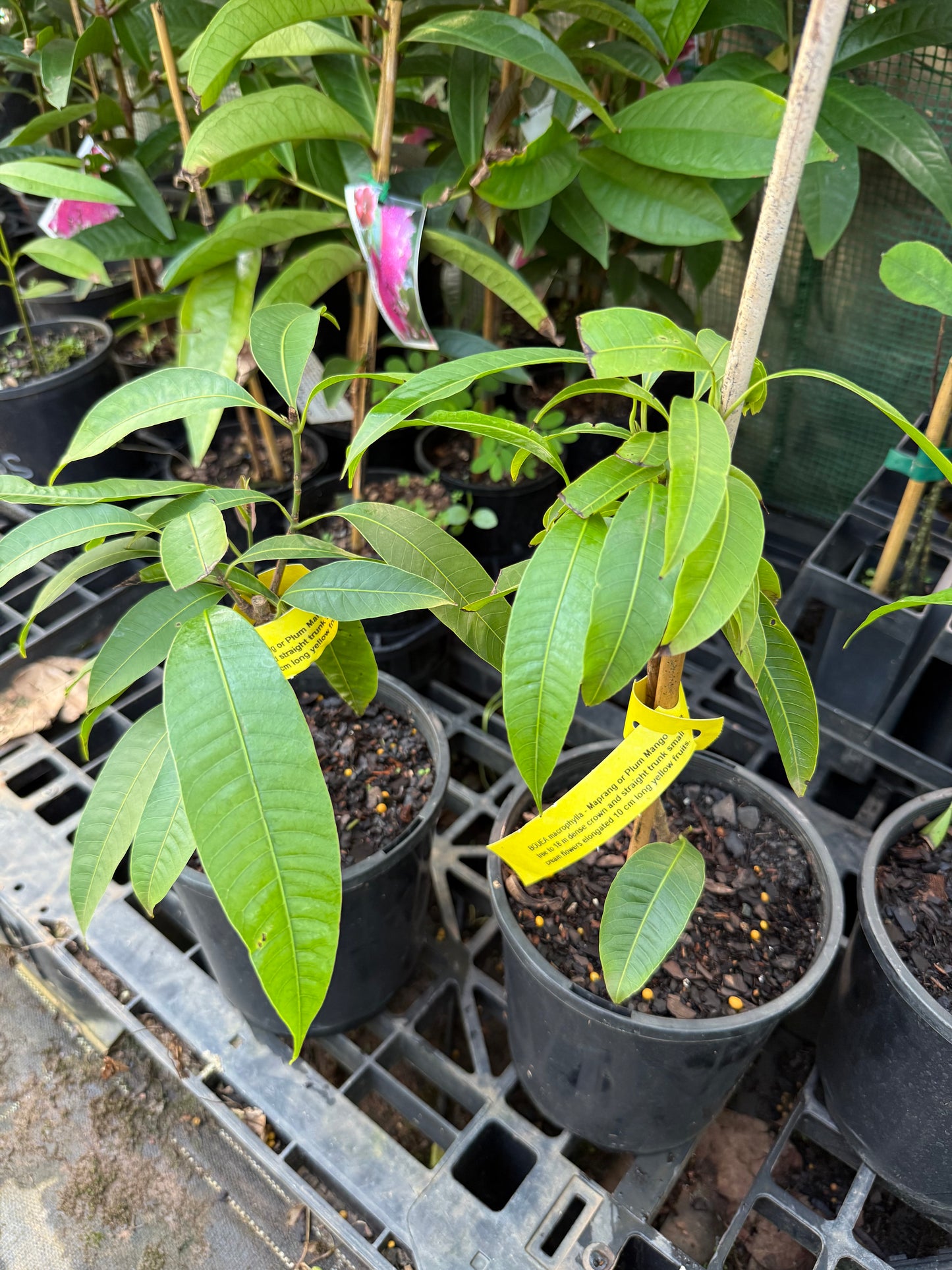 Maprang (Plum mango)