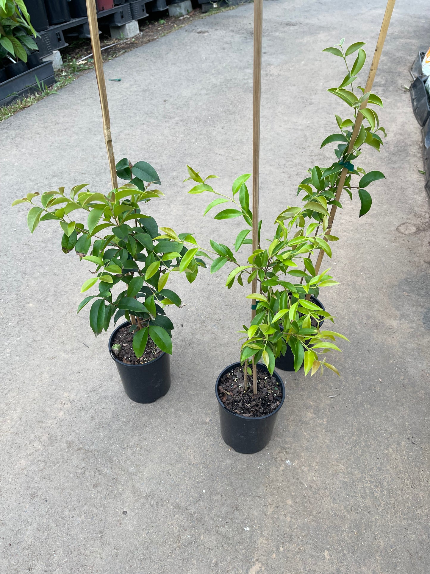 Guabiyu - Myrcianthes pungens 2l