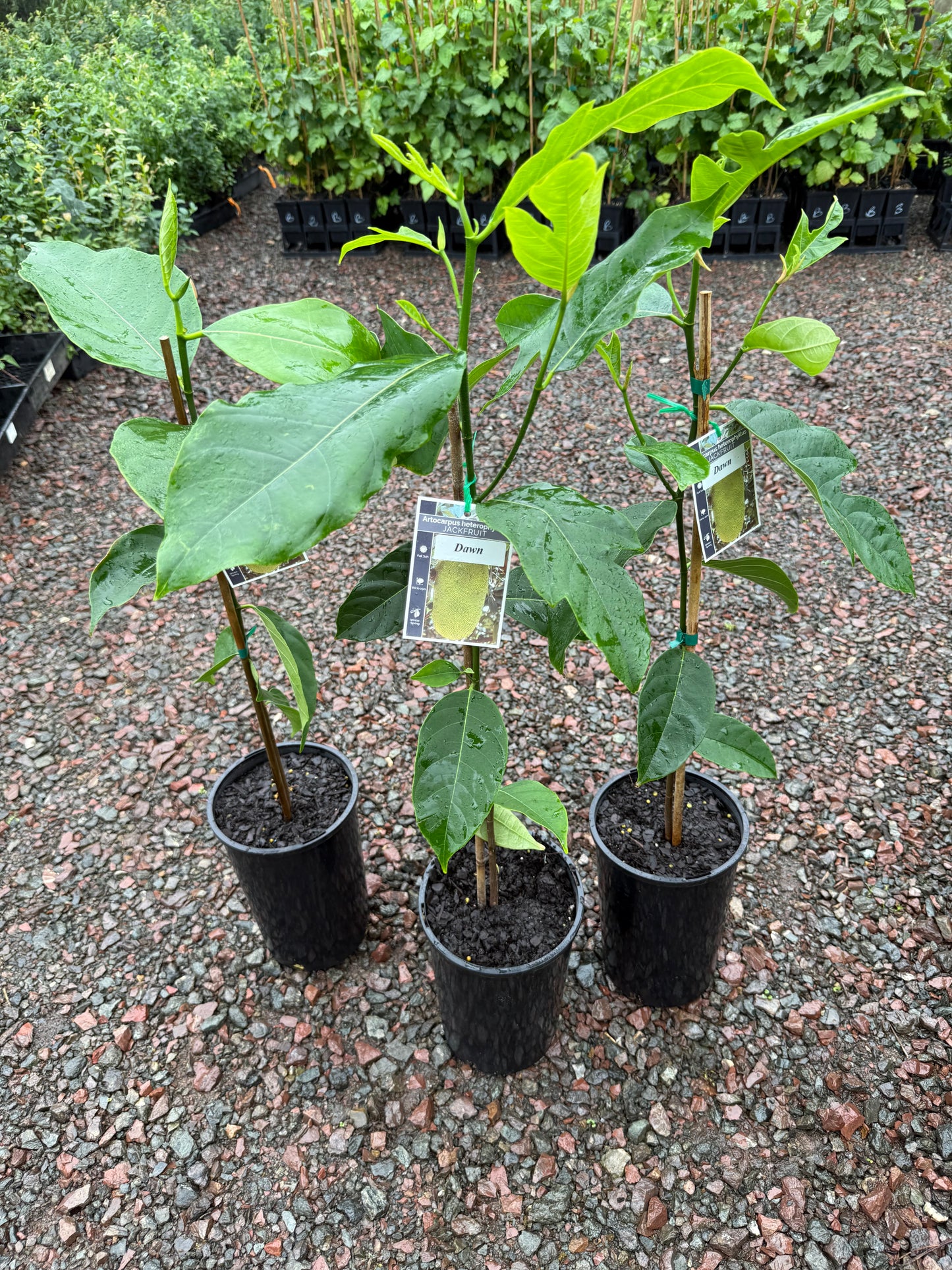 Chempejack - Dawn Seedling