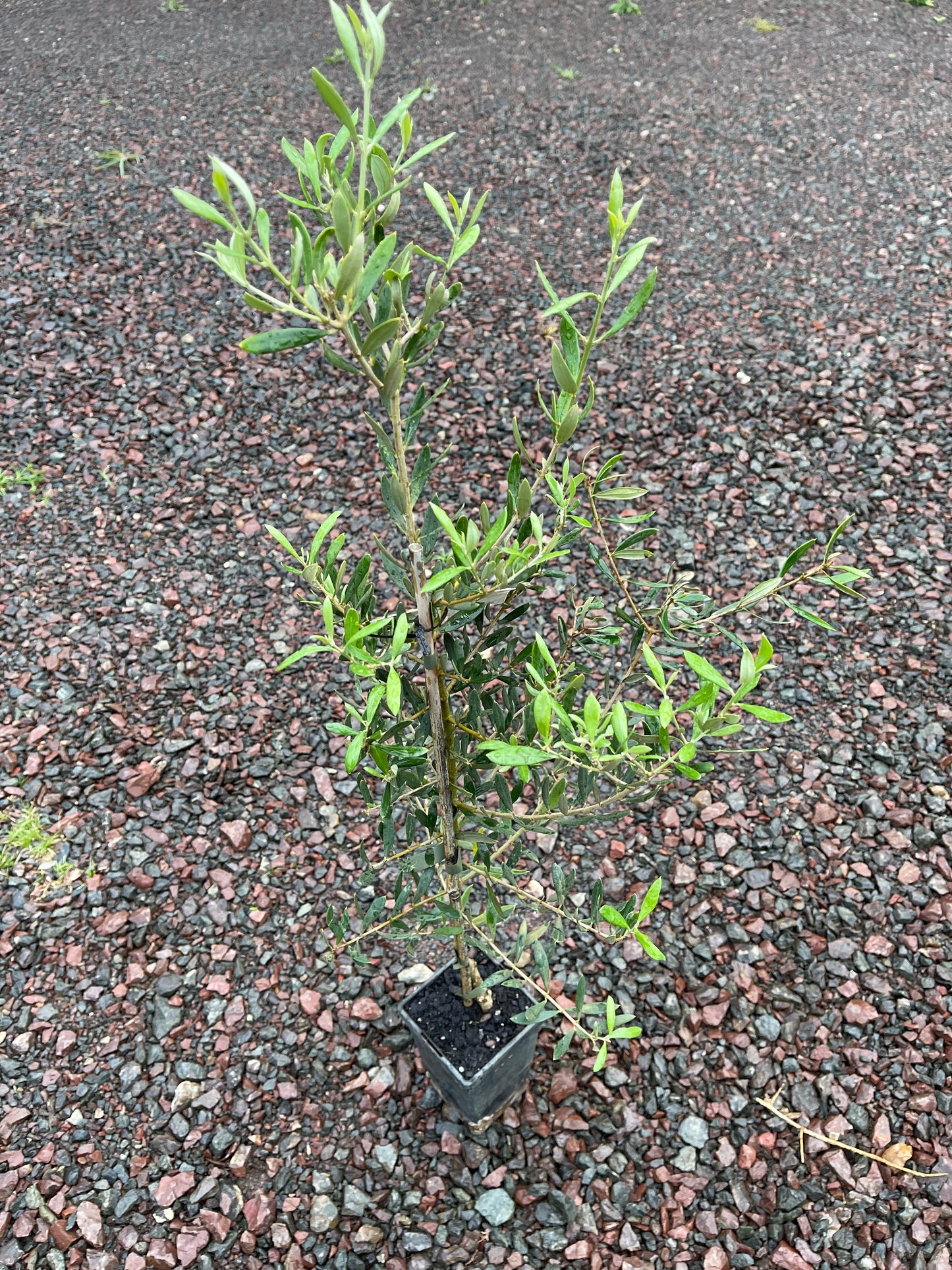 Olive - California Queen 90mm