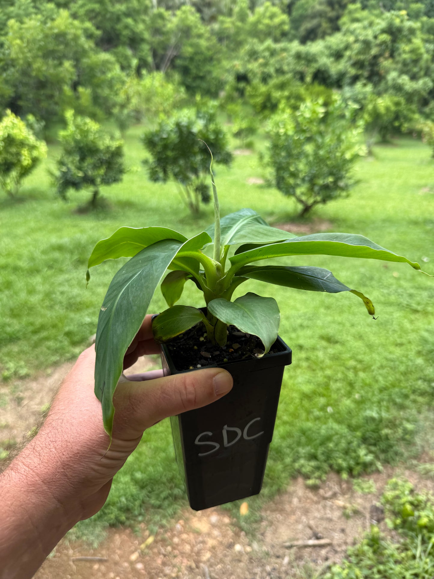 Banana Super Dwarf Cavendish 90mm (QLD ONLY)