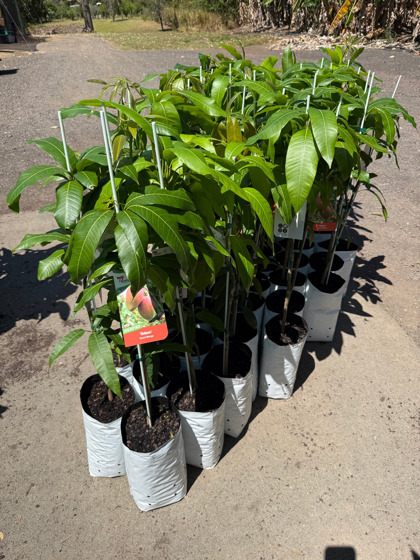 Dwarf Mango - Osteen 5l