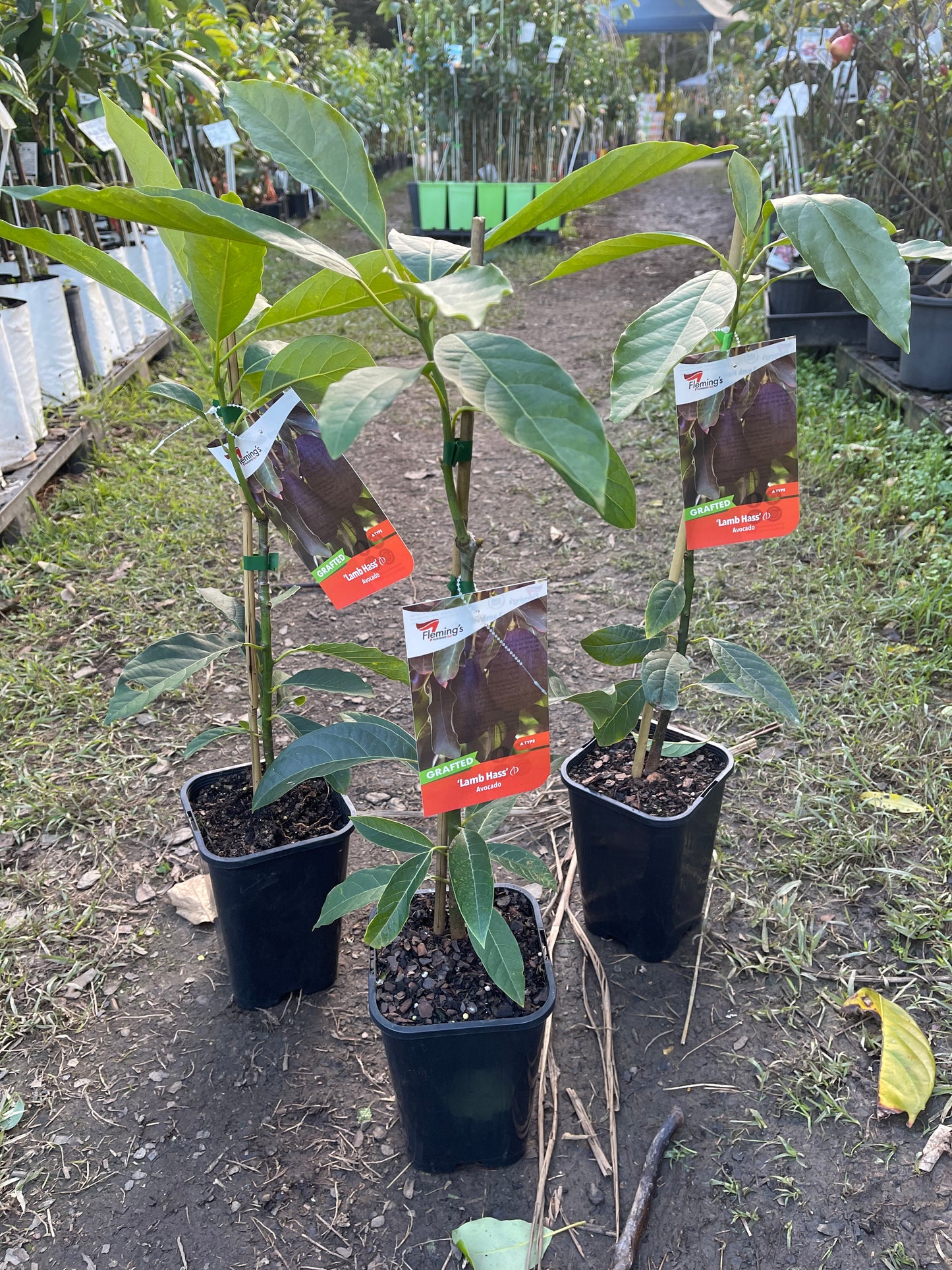 Avocado-Lamb Hass DWARF (A Type) 2L