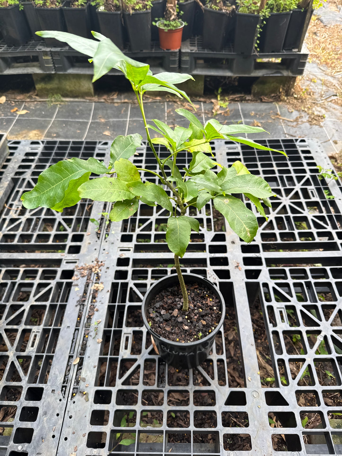 White Sapote - Blumenthal Grafted