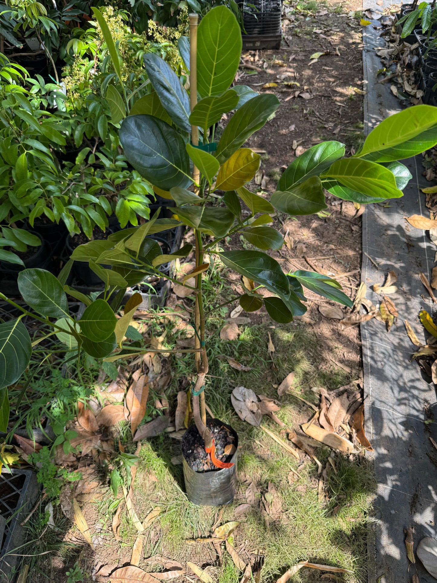 Jackfruit Grafted - Rahjan