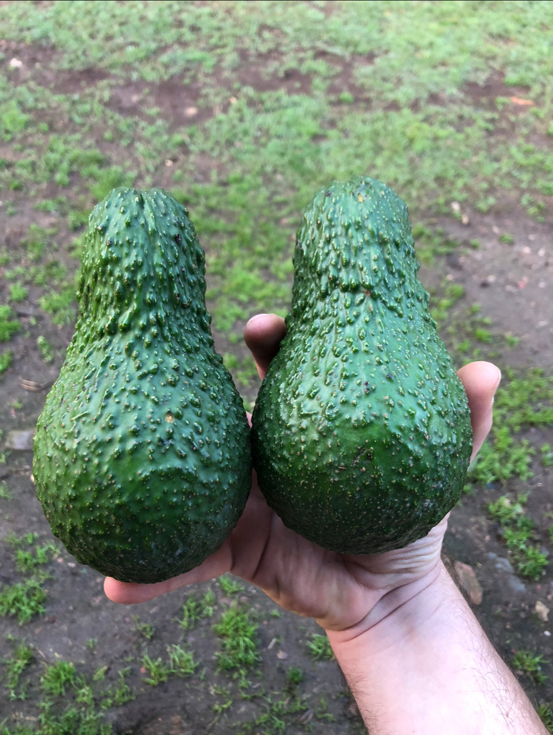 Penguin Avocado (A type) 5l